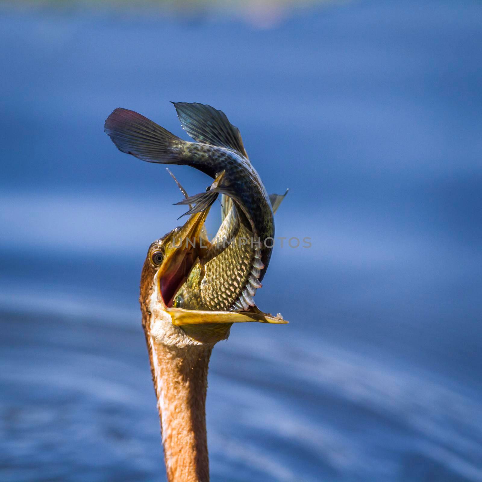 Specie Anhinga rufa family of Anhingidae