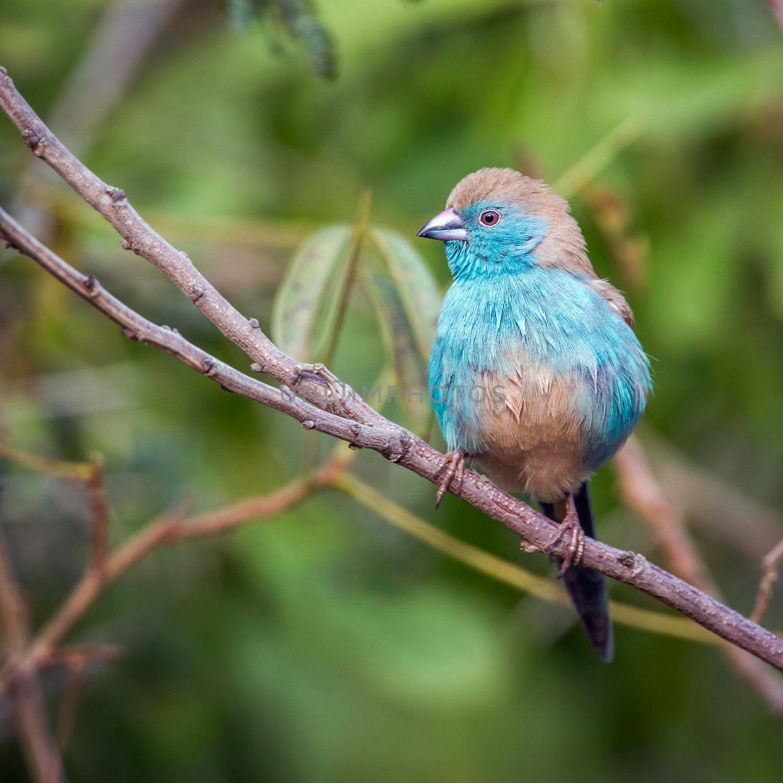 Blue-breasted Cordonbleu in Kruger National park, South Africa by PACOCOMO
