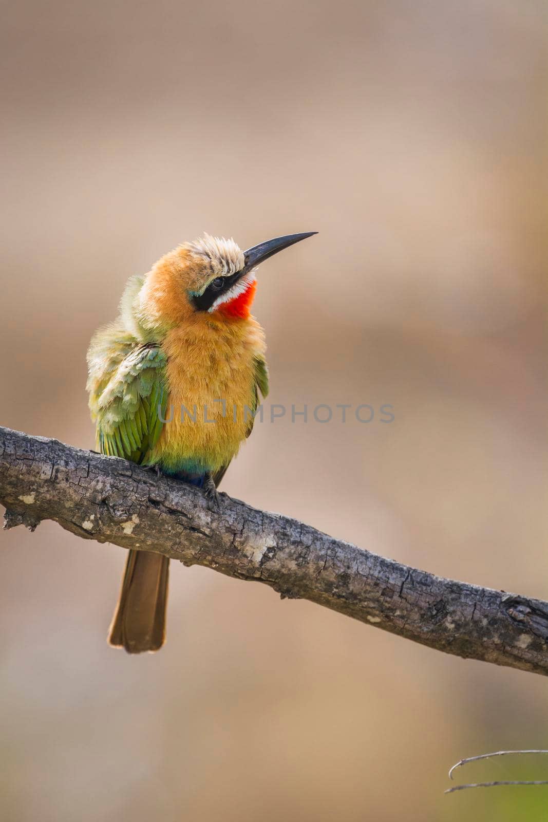 White fronted Bee eater in Kruger National park, South Africa ; Specie Merops bullockoides family of Meropidae