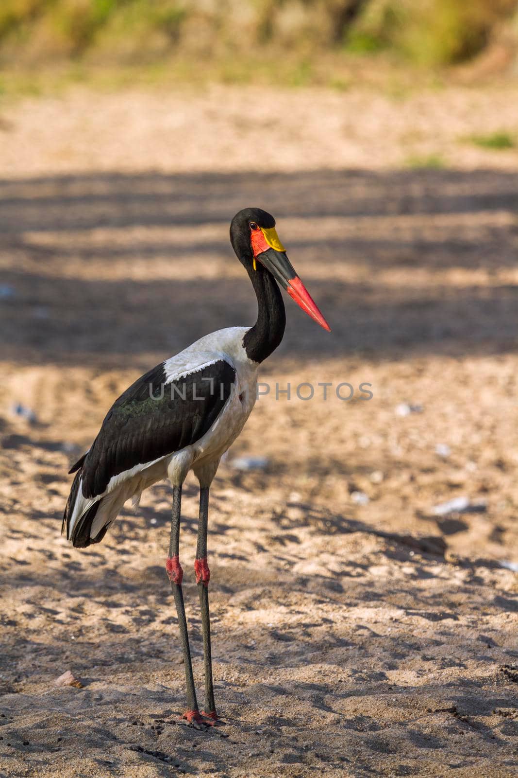 Saddle billed stork in Kruger National park, South Africa ; Specie Ephippiorhynchus senegalensis family of  Ciconiidae