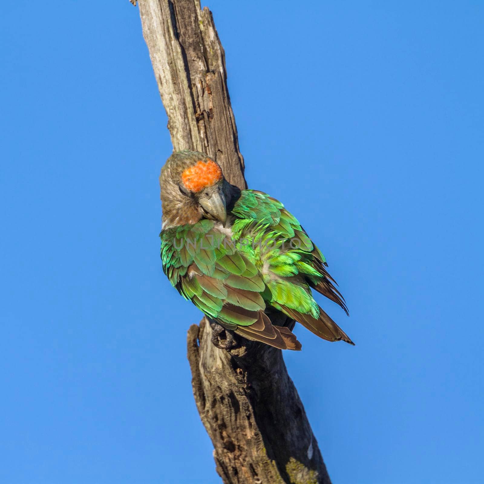 Cape Parrot in Kruger National park, South Africa ; Specie Poicephalus robustus family of Psittacidae