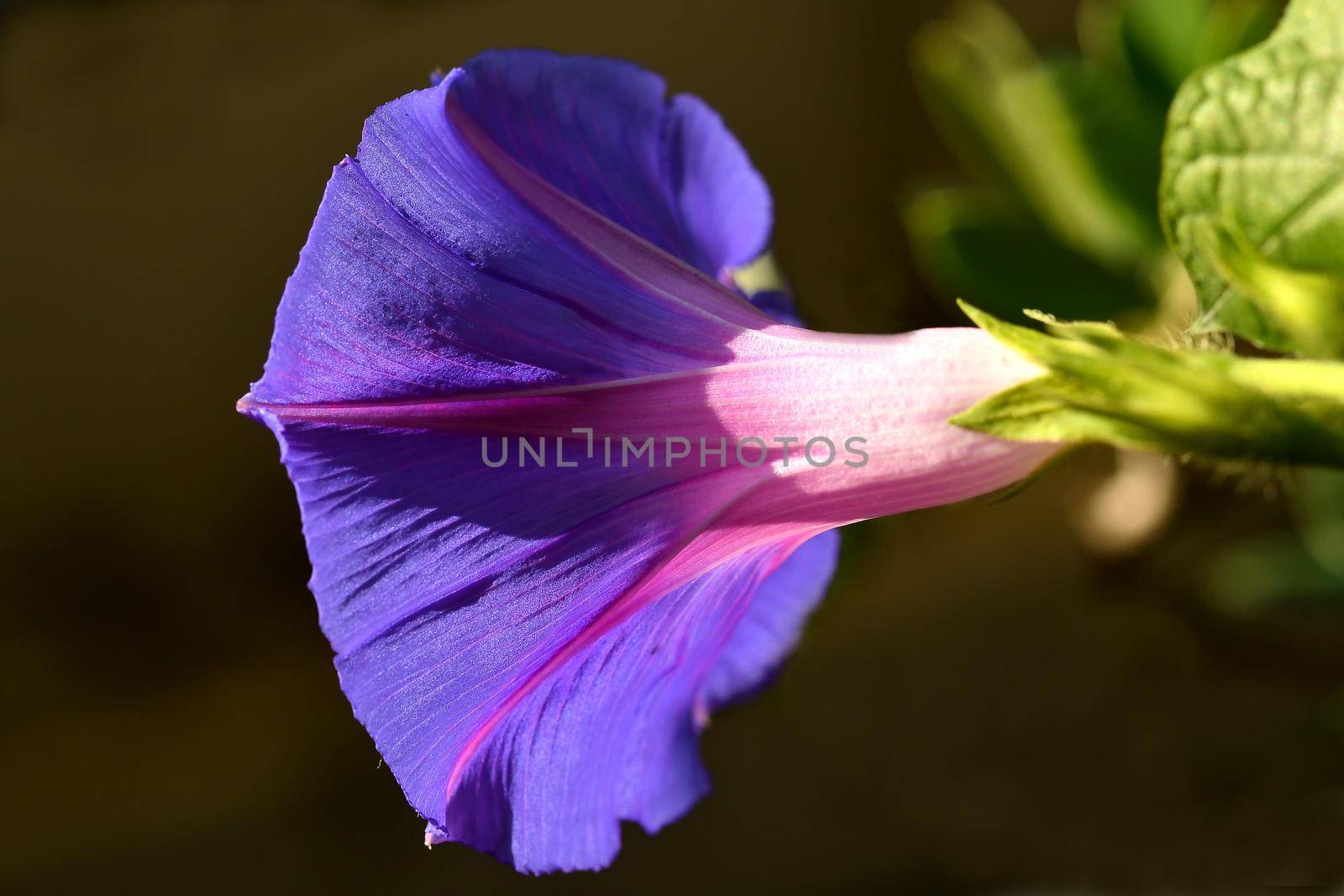 morning glory with flower, drug of the aztecs by Jochen