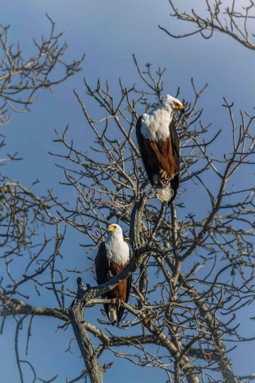 African fish eagle in Kruger National park, South Africa ; Specie Haliaeetus vocifer family of Accipitridae