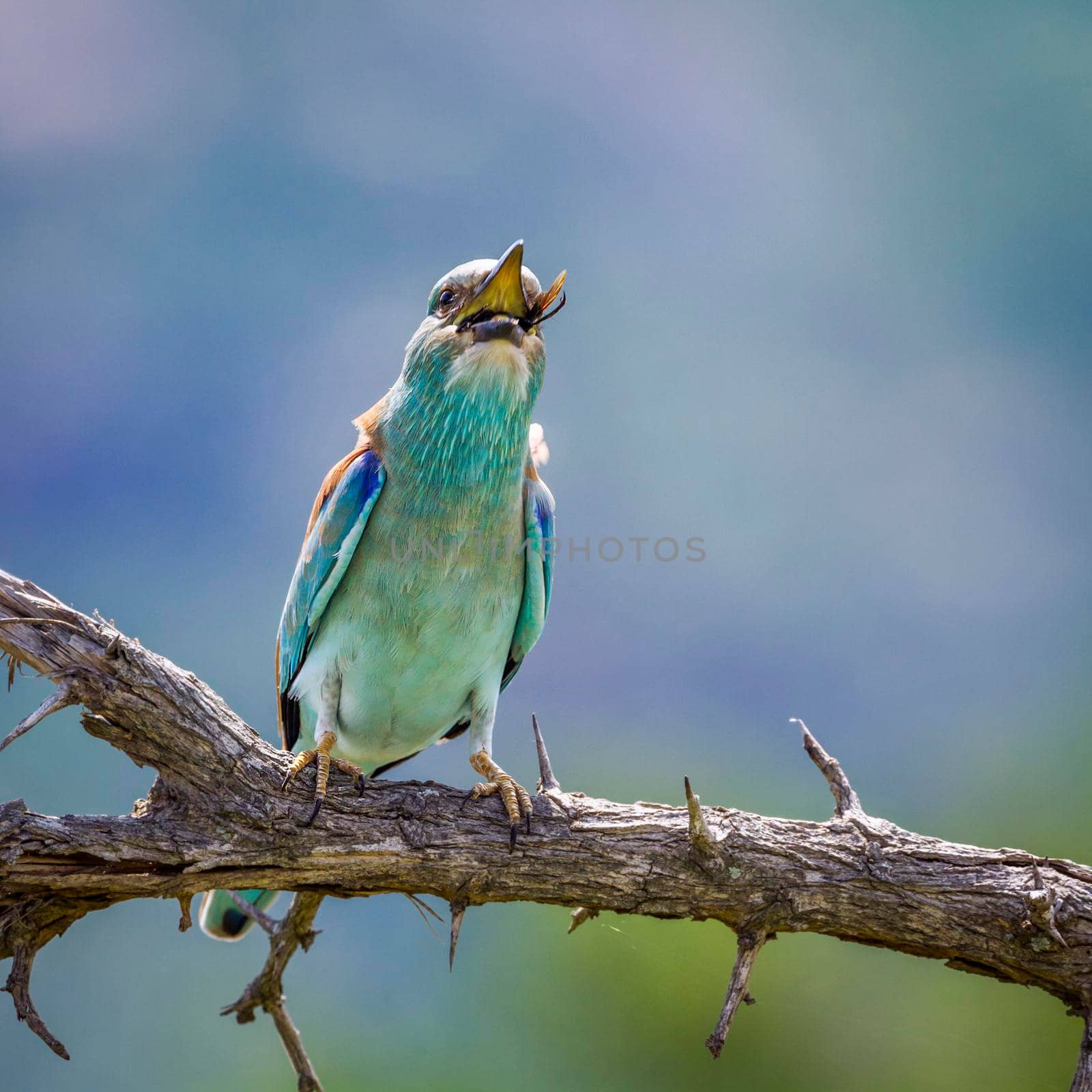 European Roller swallowing insect in Kruger National park, South Africa ; Specie Coracias garrulus family of Coraciidae