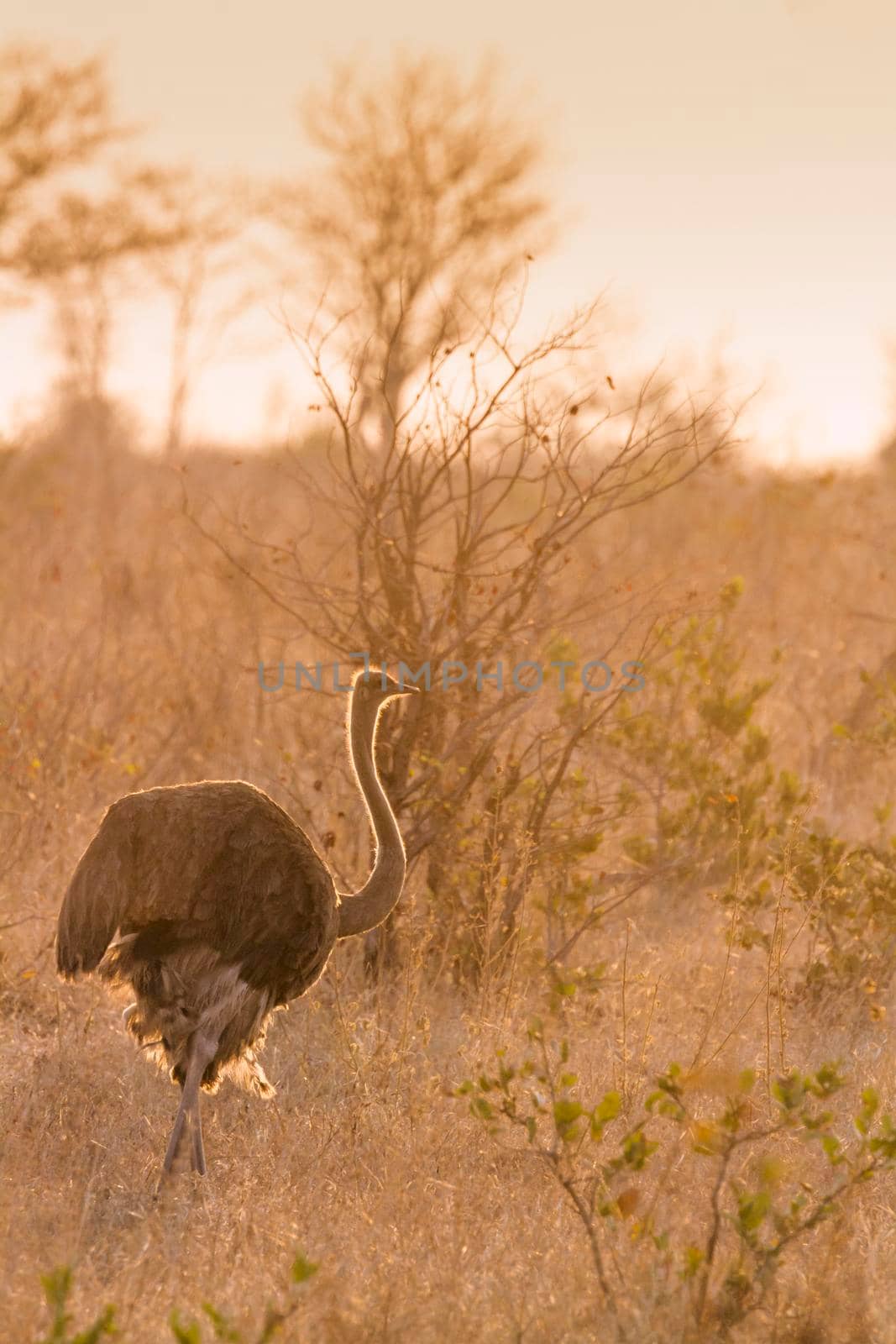 African Ostrich in Kruger National park, South Africa ; Specie Struthio camelus family of Struthionidae