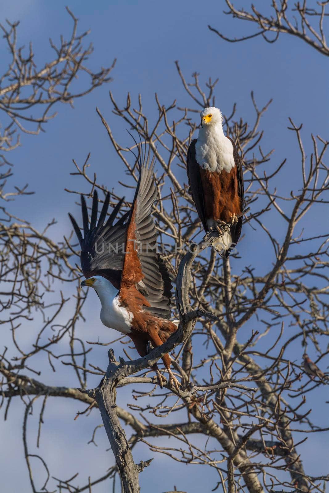 African fish eagle in Kruger National park, South Africa ; Specie Haliaeetus vocifer family of Accipitridae
