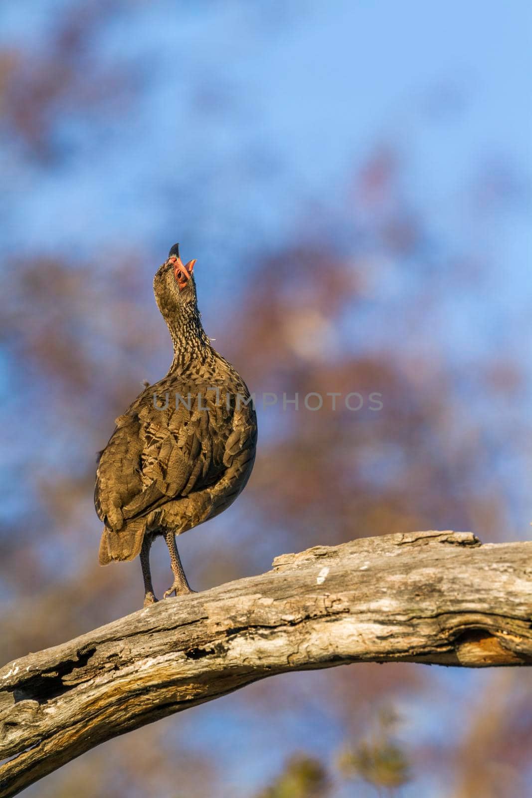 Swainson's Spurfowl in Kruger National park, South Africa ; Specie Pternistis swainsonii family of Phasianidae