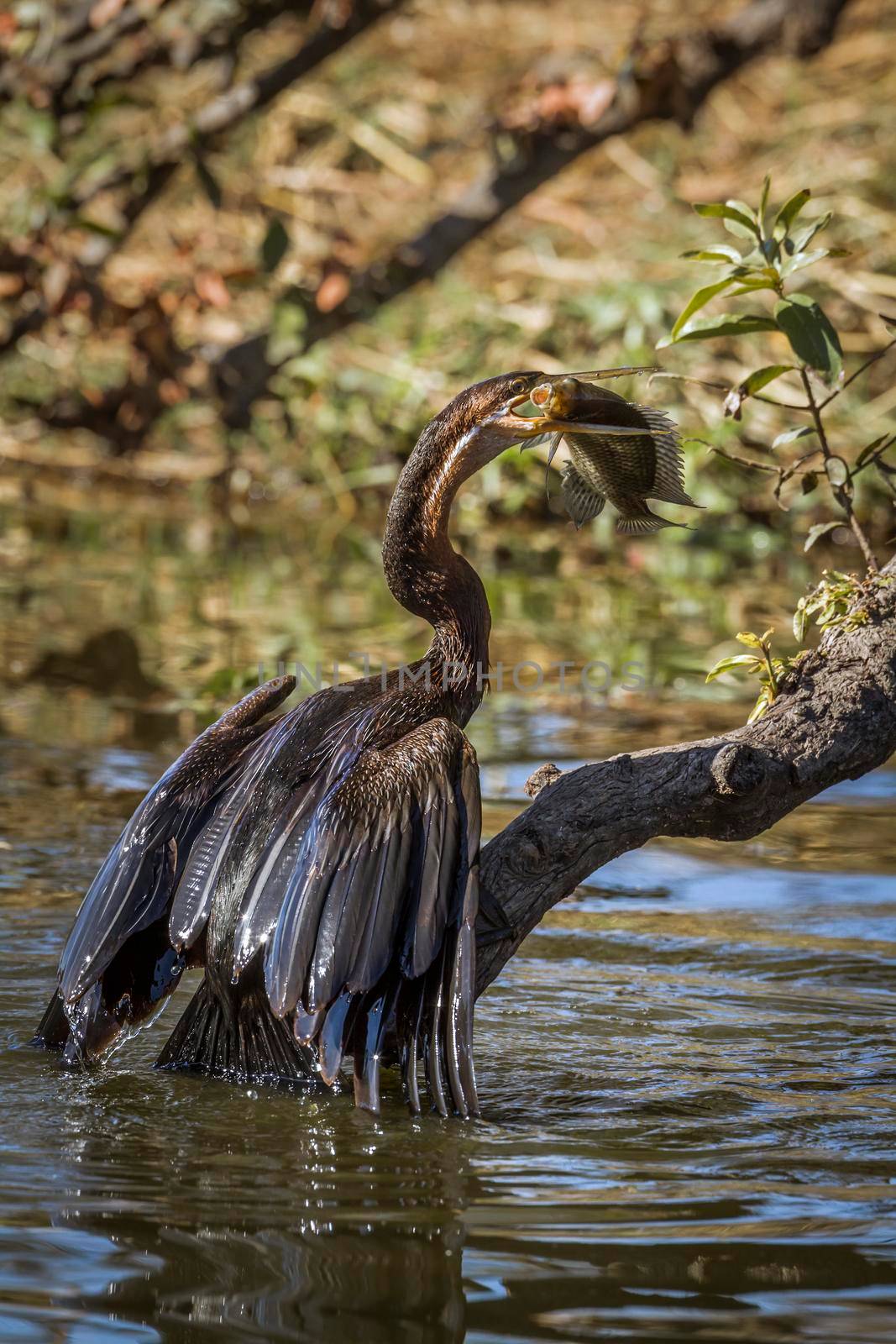 Specie Anhinga rufa family of Anhingidae