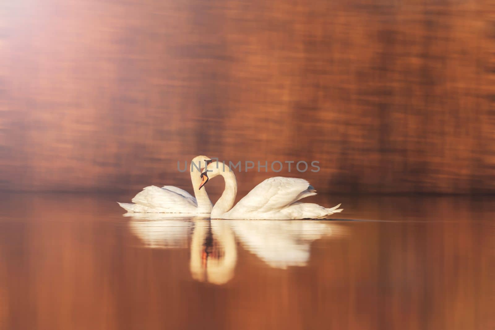 pair of white swans on a quiet lake, wild birds