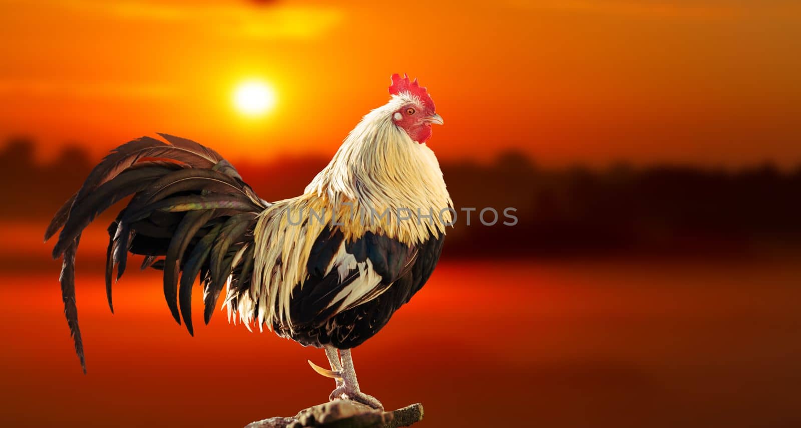 rooster at dawn stands proudly holding its head, bird symbol