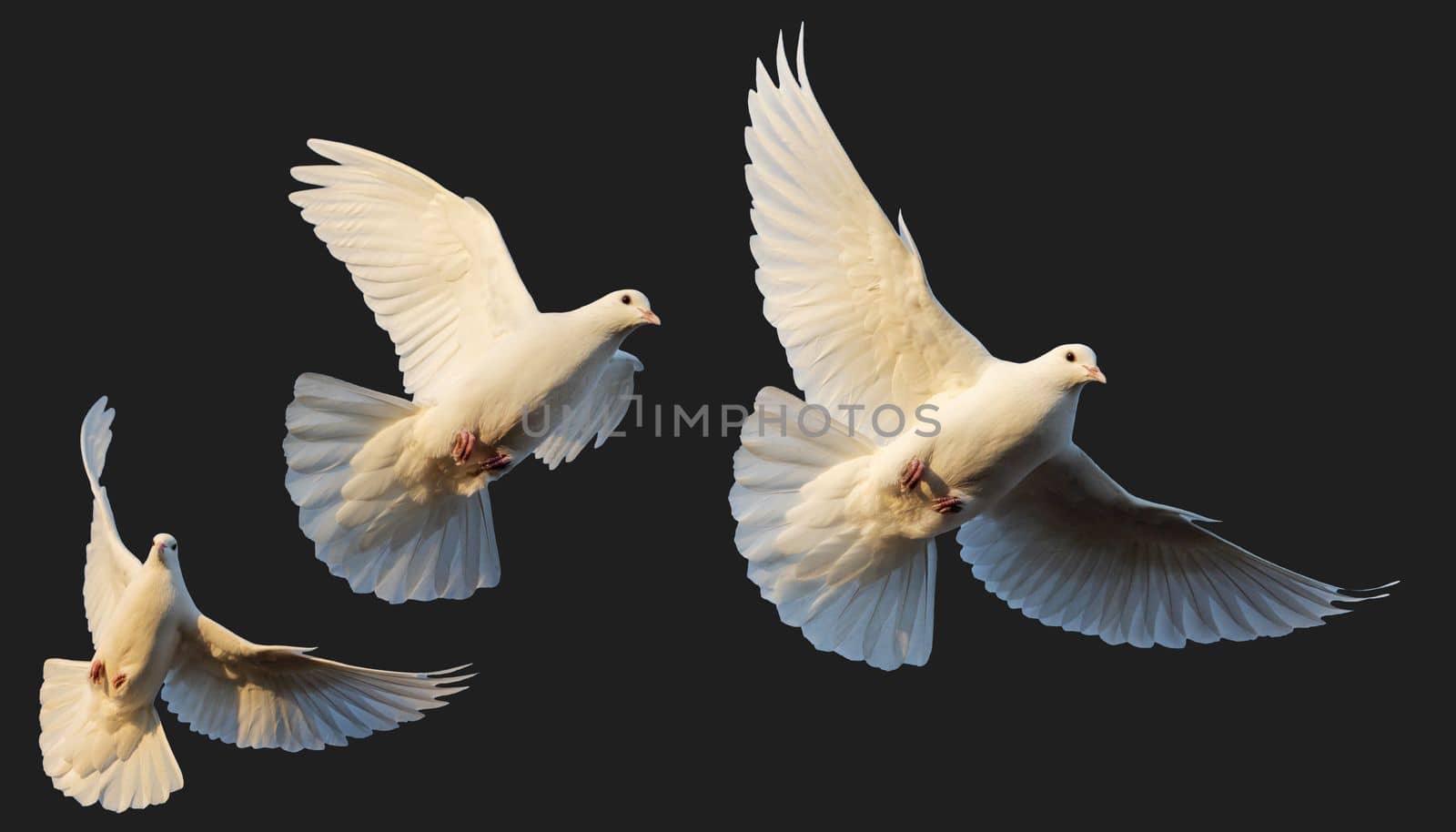 white pigeons in flight isolated on white background, bird symbol