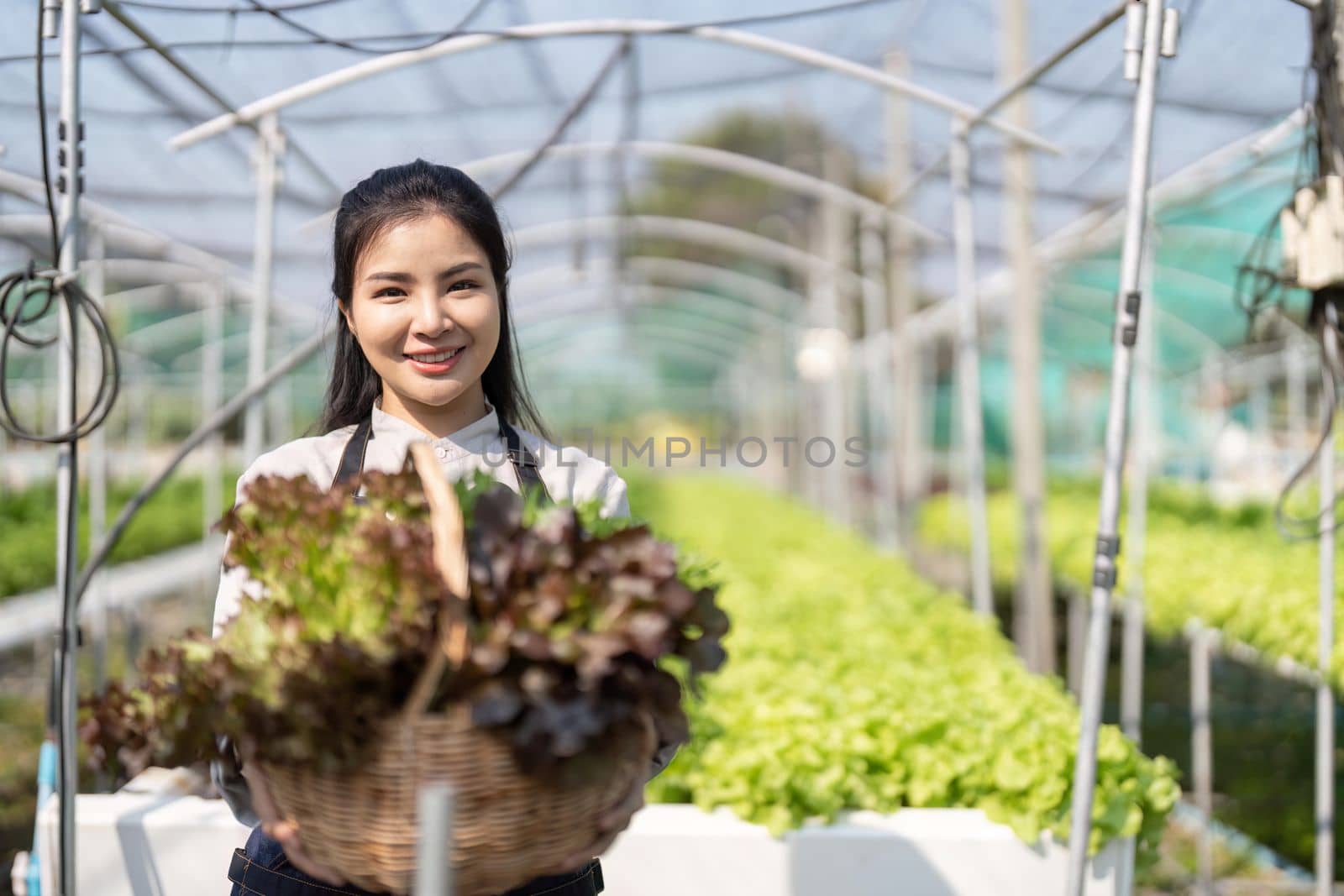 Asian women grow hydroponics vegetables in greenhouses. Inspecting the quality of agricultural produce. Modern farming concepts using modern technology by nateemee