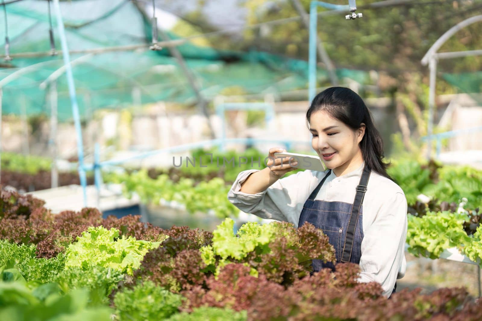 Asian women grow hydroponics vegetables in greenhouses. Inspecting the quality of agricultural produce. Modern farming concepts using modern technology.