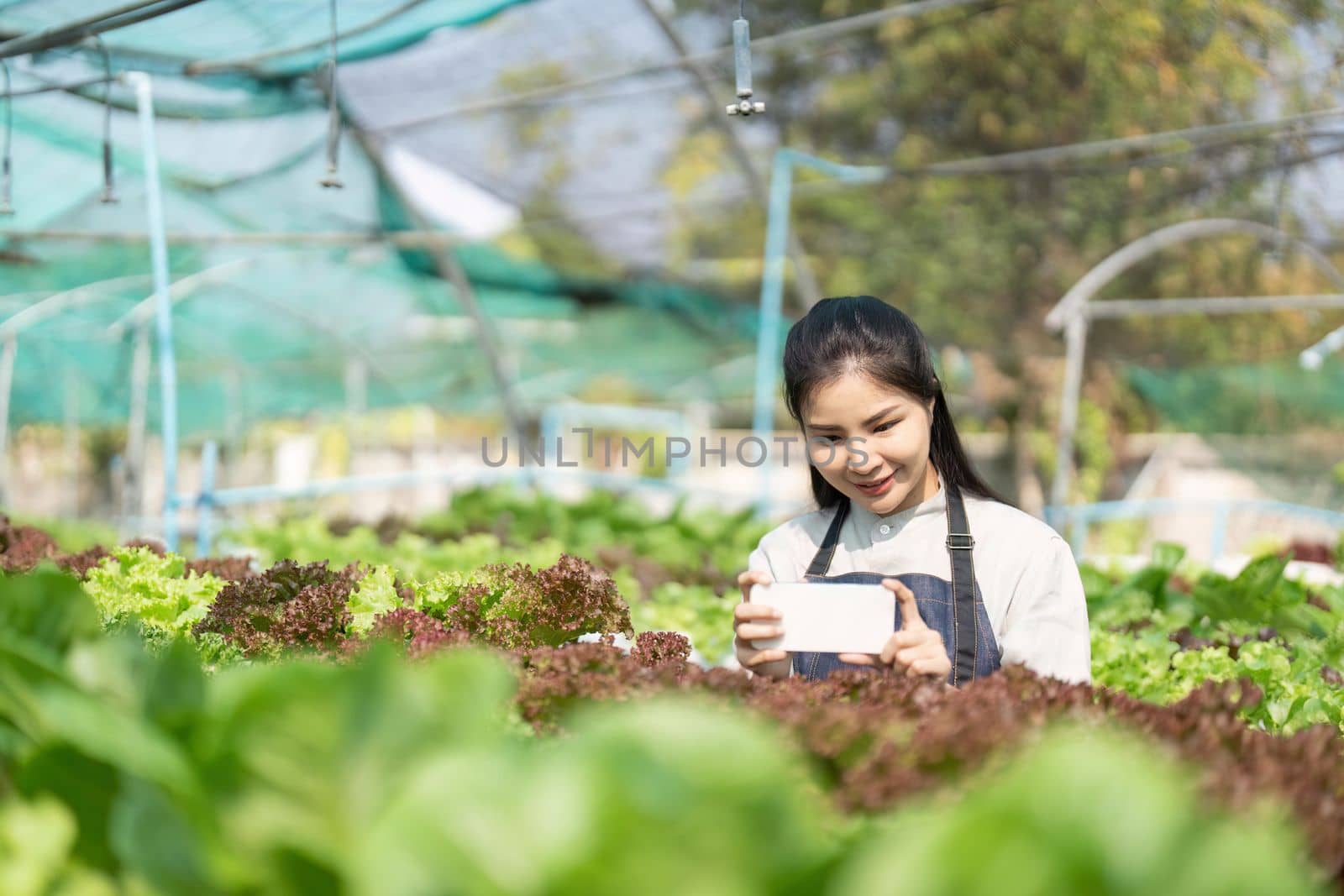 Asian women grow hydroponics vegetables in greenhouses. Inspecting the quality of agricultural produce. Modern farming concepts using modern technology by nateemee