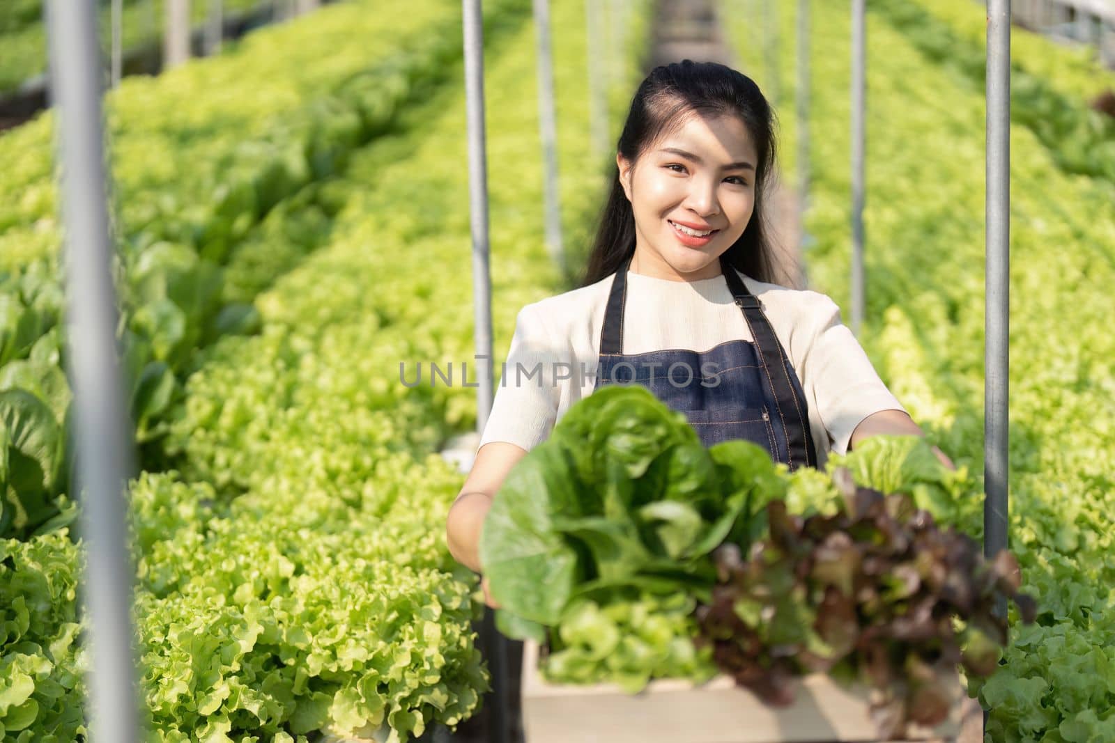 Asian women grow hydroponics vegetables in greenhouses. Inspecting the quality of agricultural produce. Modern farming concepts using modern technology.