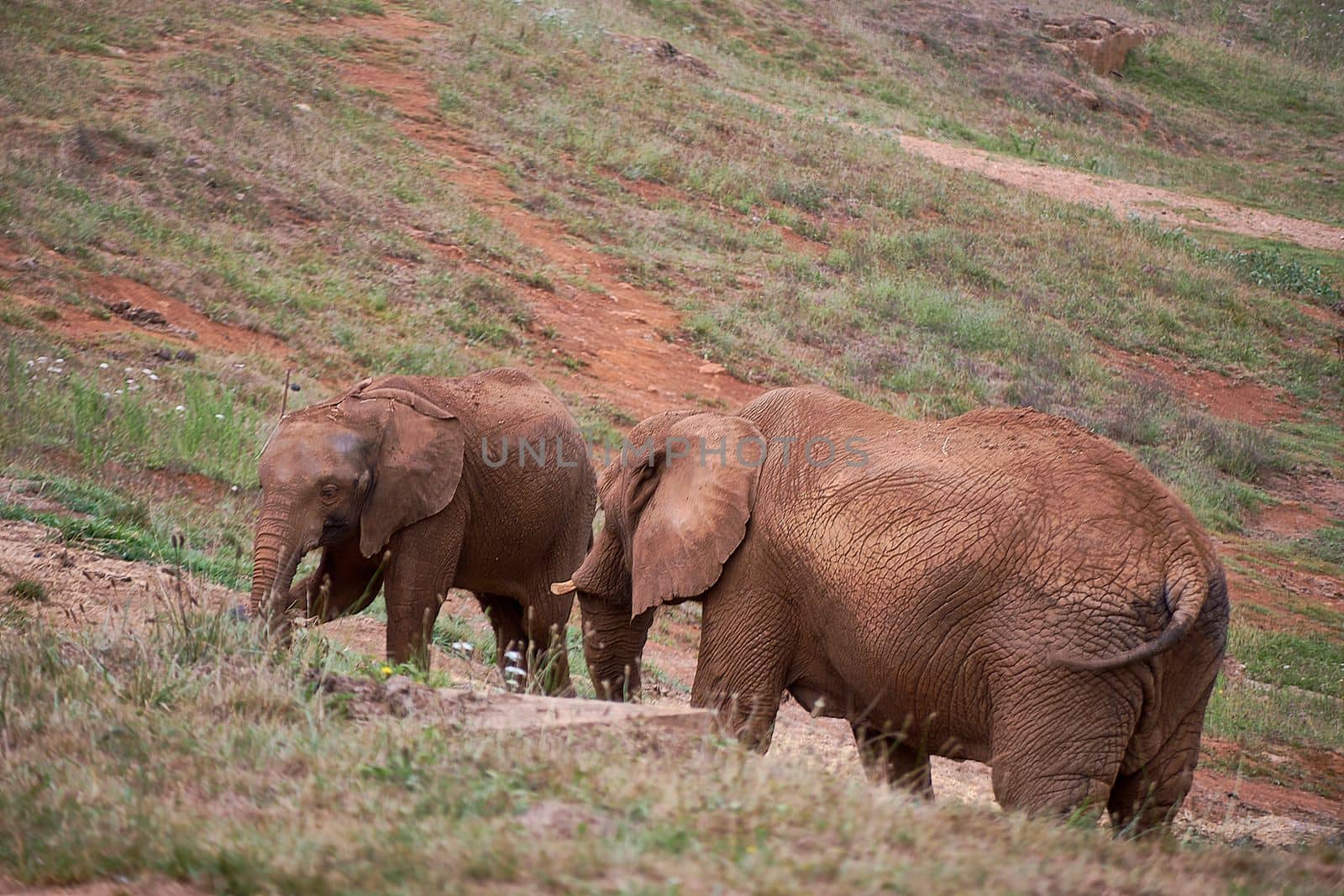 Female elephant with her calf walking in the meadow. mother and son, daughter, green, lonely, no people, love, protection, kinship
