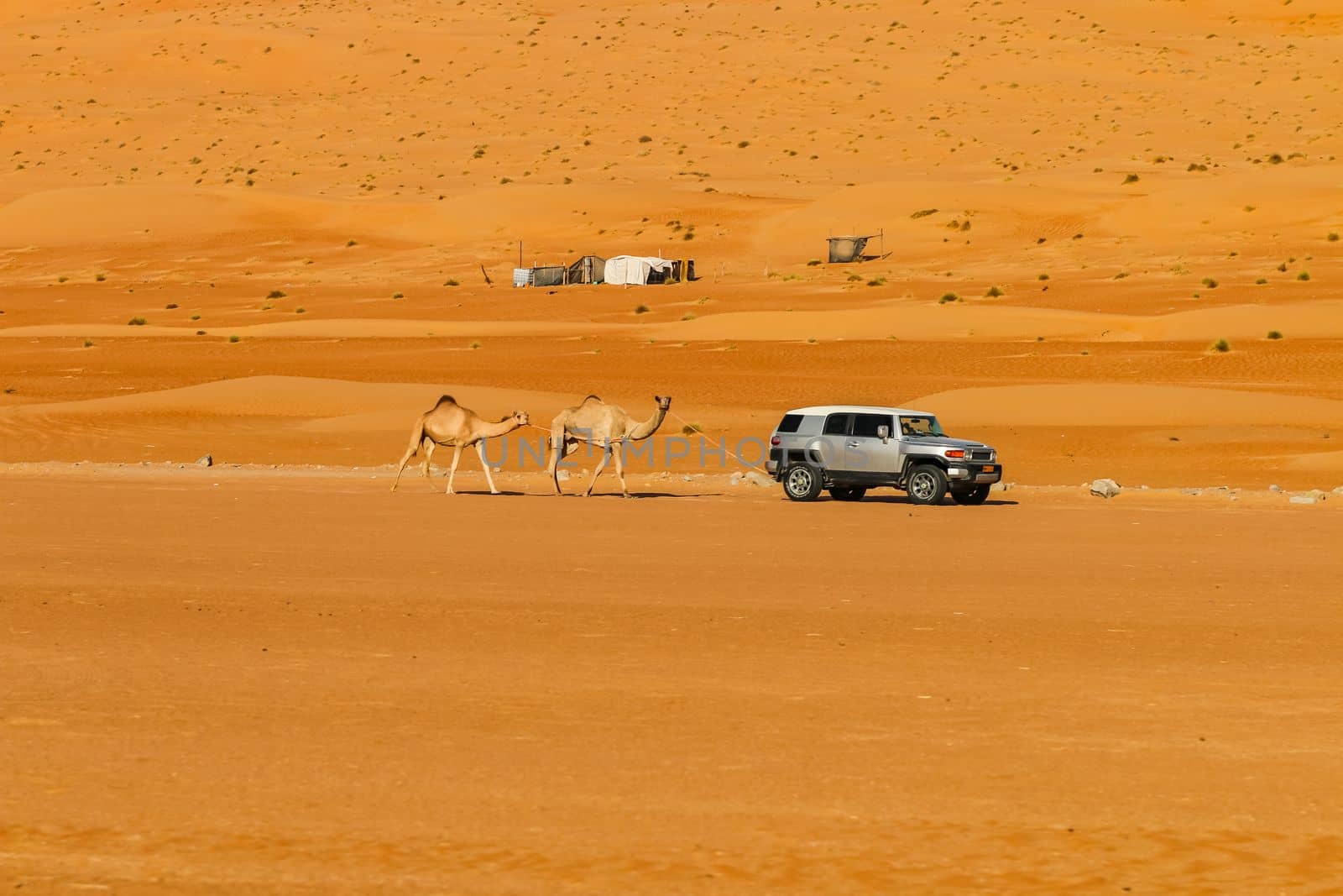 An all-terrain vehicle drives through the Wahiba Sands desert in Oman with two camels in tow