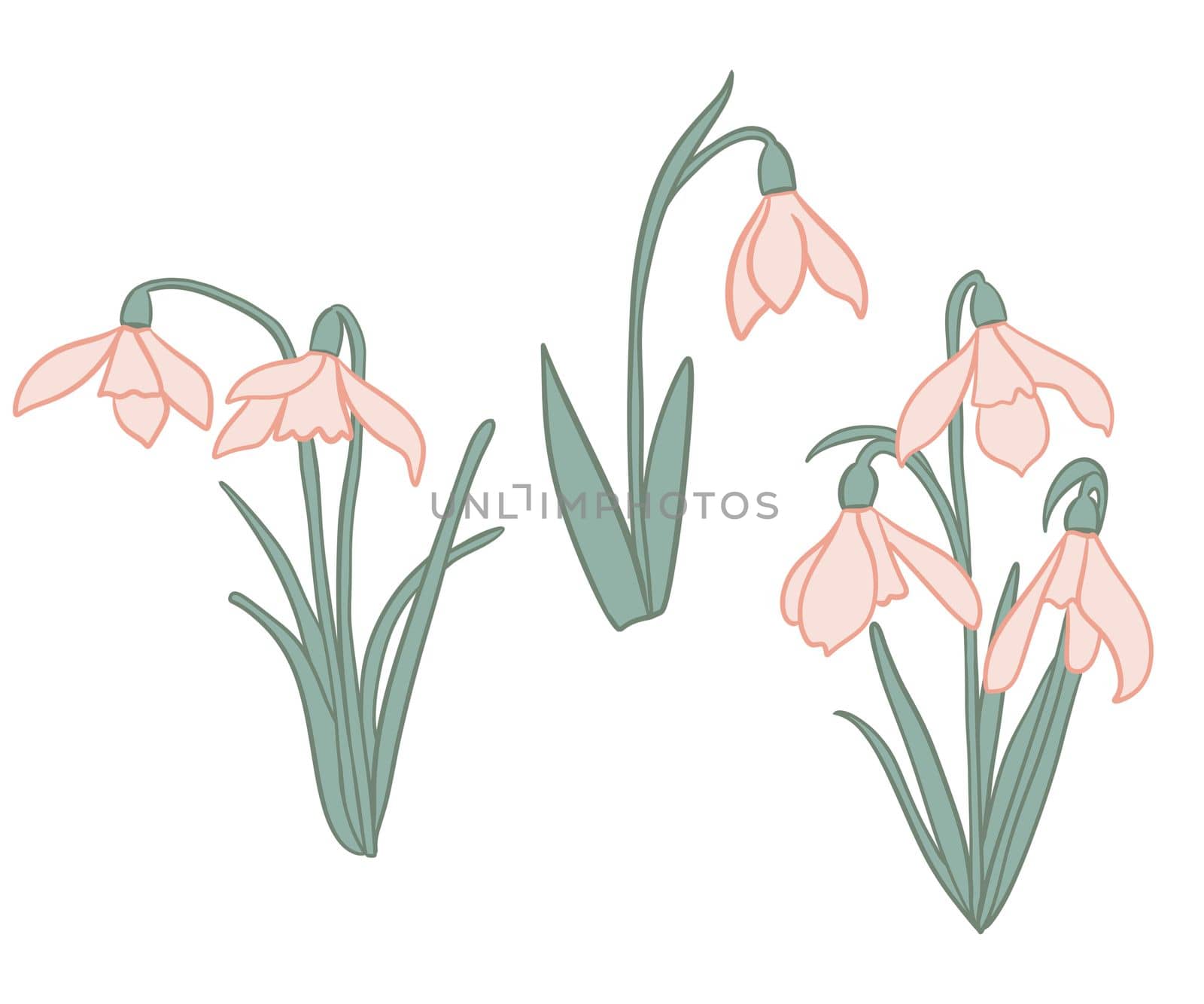 Hand drawn illustration of beige snowdrop galanthus flower with green leaves. Spring forest plant, pastel nature botanical art, bloom blossom first flower snow wood, realistic petal botany. by Lagmar