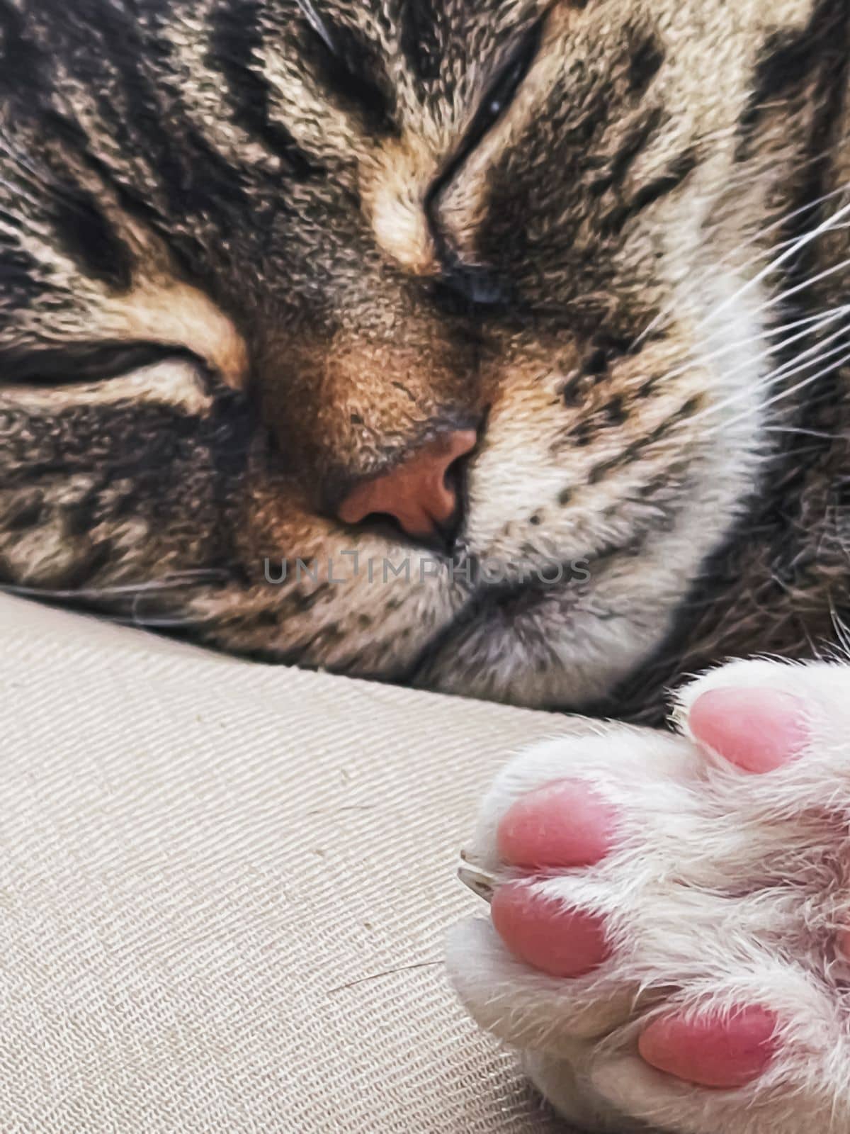 Beautiful female tabby cat at home, adorable domestic pet portrait, close-up