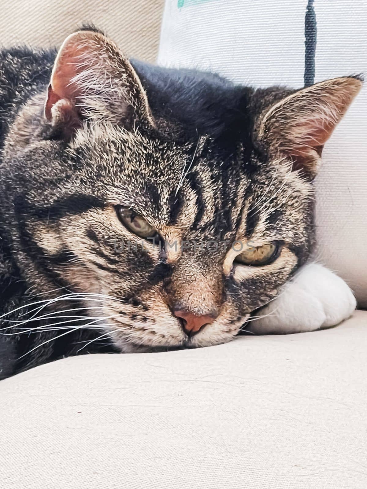 Beautiful female tabby cat at home, adorable domestic pet portrait, close-up