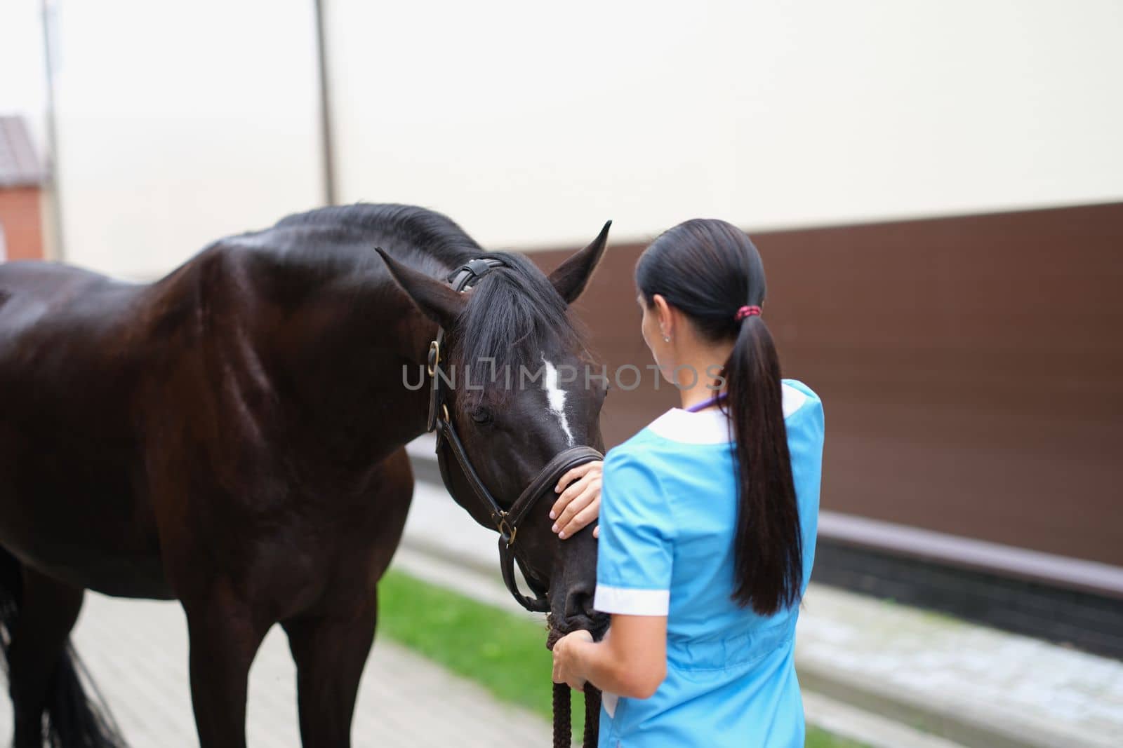 Veterinarian strokes and communicates with horse outdoors. Medical examination services and assistance to horses concept