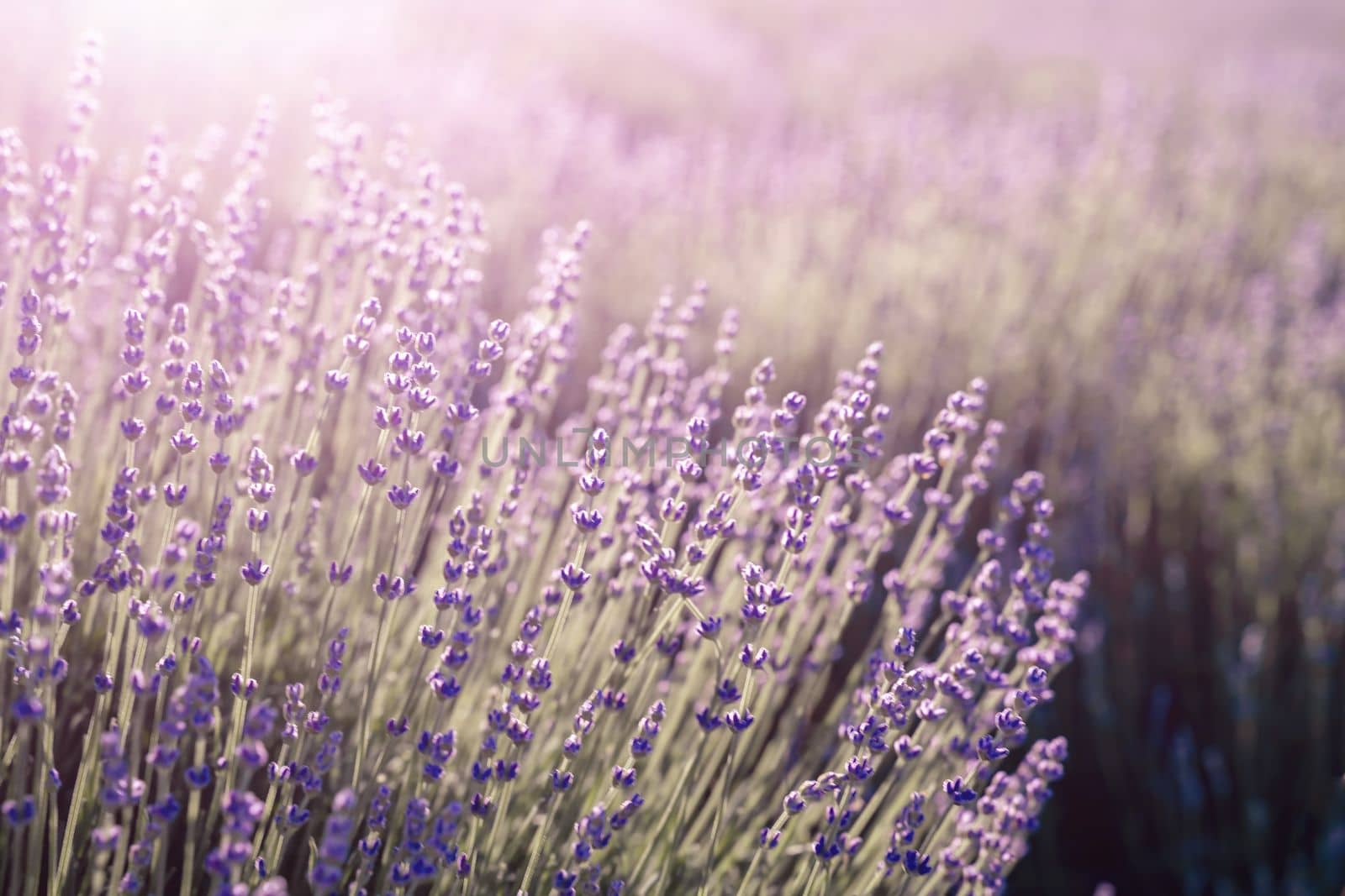 Lavender field banner. With soft light effect for floral background on horizontal web header or banner. by Matiunina