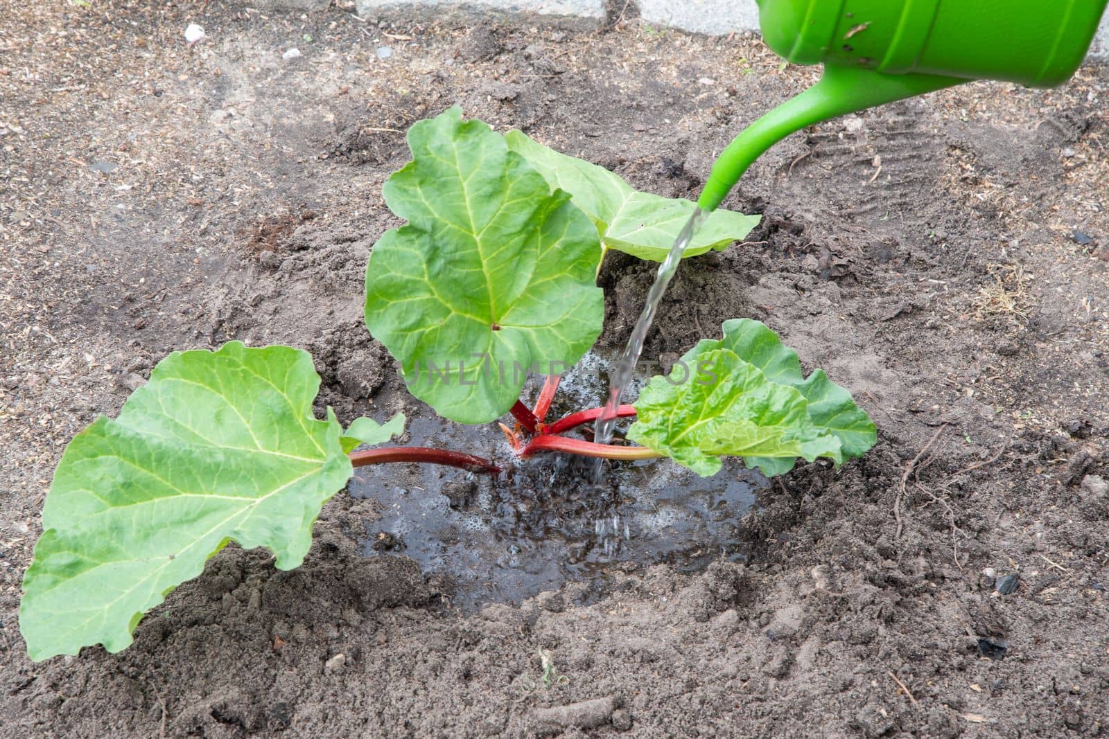 The gardener waters the transplanted rhubarb bush in the garden from a watering can, seasonal spring on the ground, High quality photo