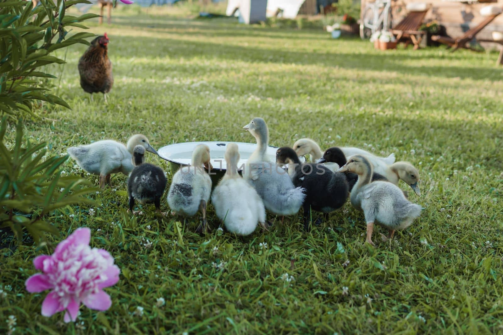 Ducks on the farm. Light and dark ducklings drink water from an iron trough. The concept of life on the farm.