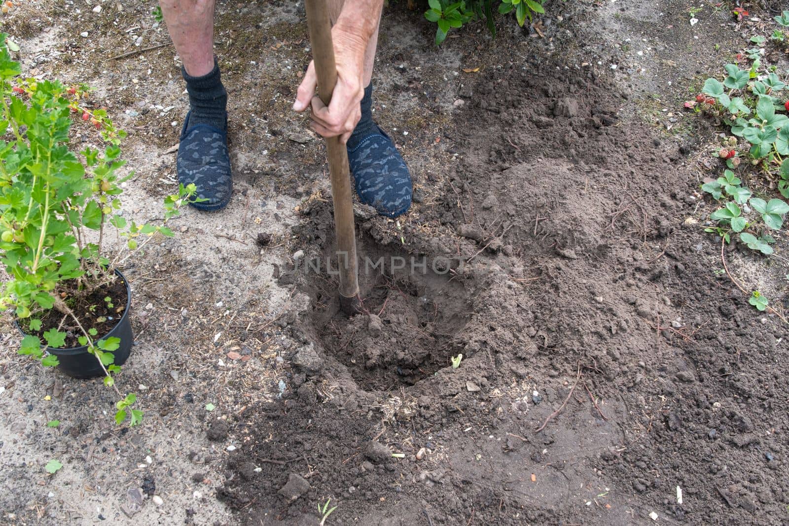 a gardener shovels a hole in the yard, preparing to plant a tree. High quality photo