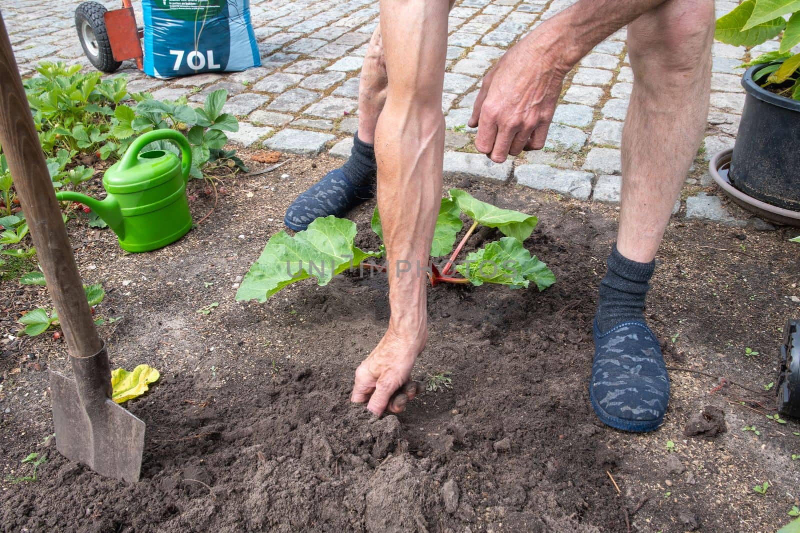 gardener digs a hole with a shovel for planting rhubarb, seasonal work in the garden. High quality photo