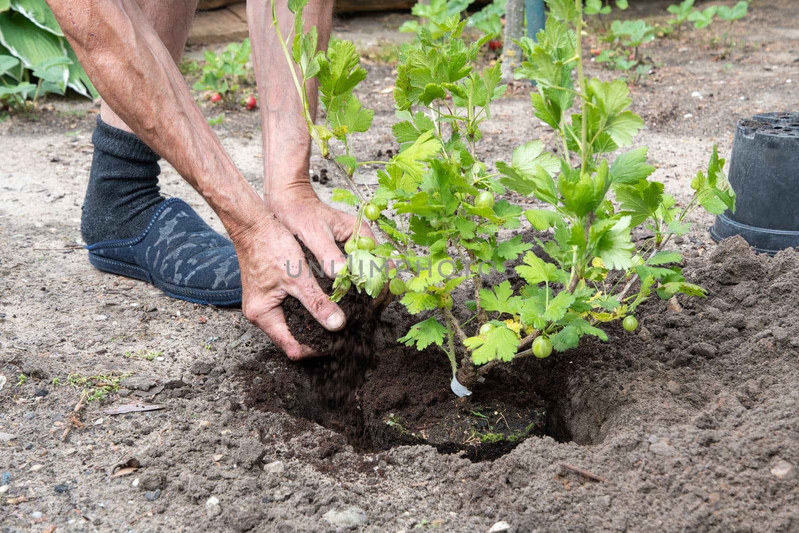 A man planted a gooseberries in his garden, spring seasonal work, gardener working without gloves ,High quality photo