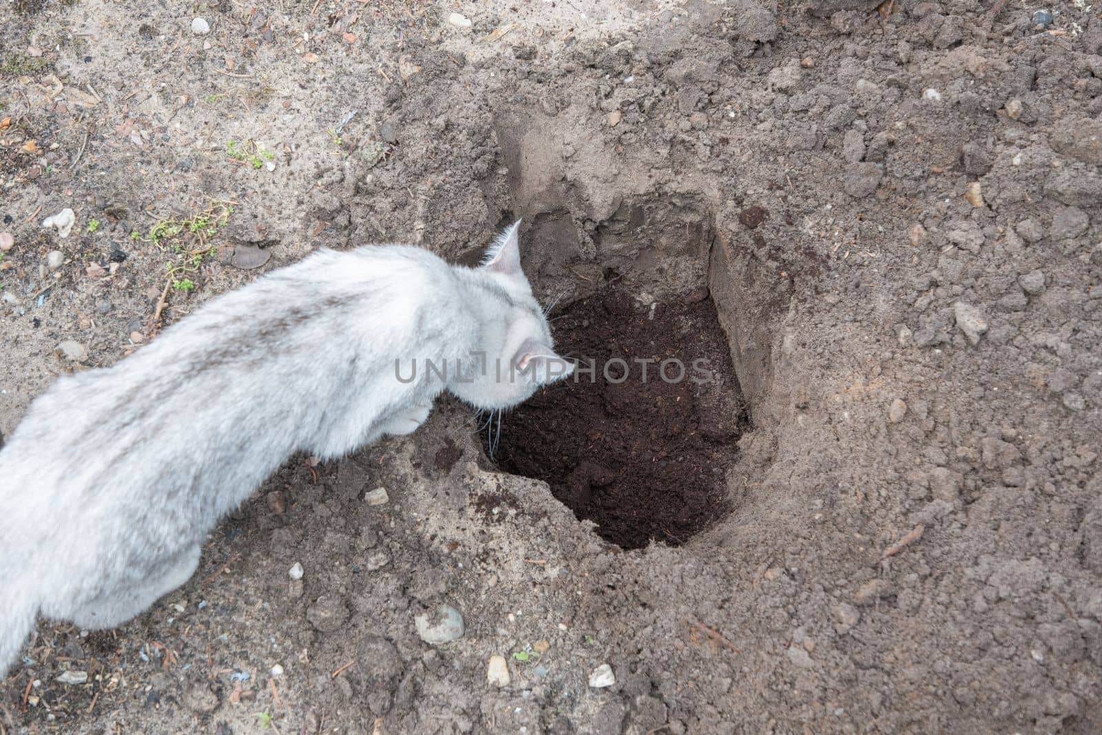 a little kitten sniffing a dug hole for a plant, beginning of spring work in the garden, High quality photo