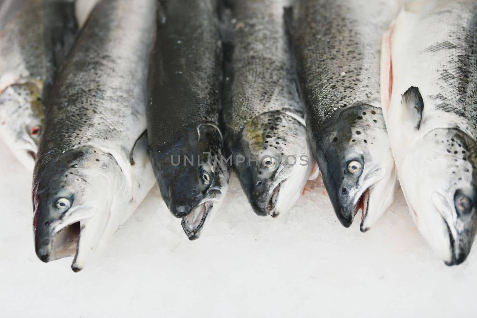 Salmon on the ice at a market. Seafood