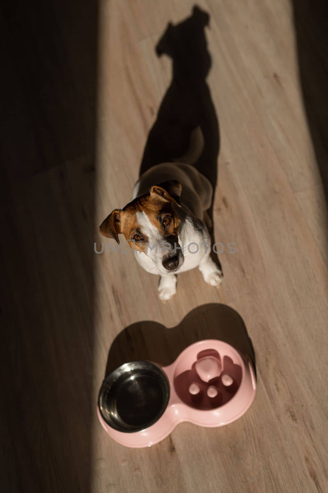 A double bowl for slow feeding and a bowl of water for the dog. Top view of a jack russell terrier dog near a pink plate with dry food on a wooden floor. by mrwed54