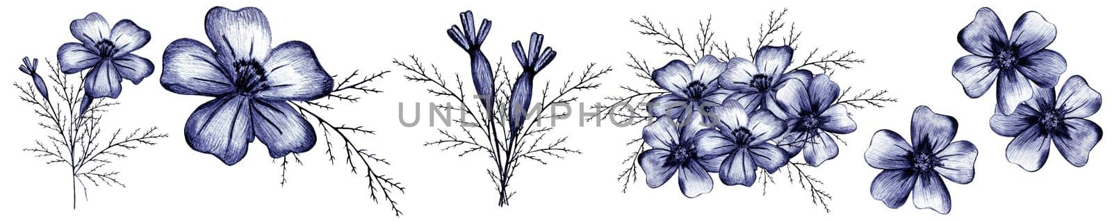 Set of Blue Hand Drawn Marigold Flower Isolated on White Background. Marigold Flower Collection Drawn by Pencil.