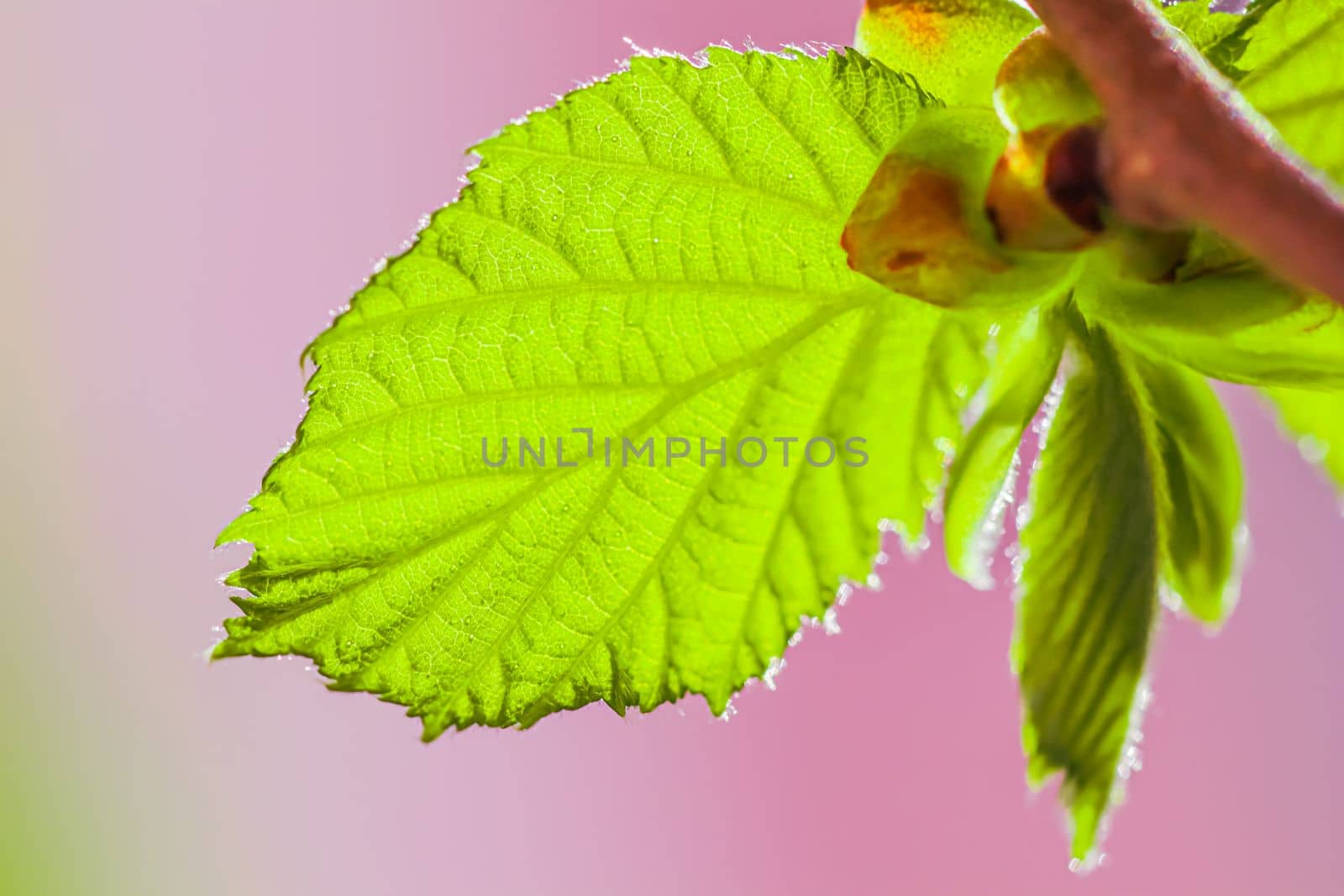 Green leaf against sunlight on a colorful background. Spring concept. High quality photo