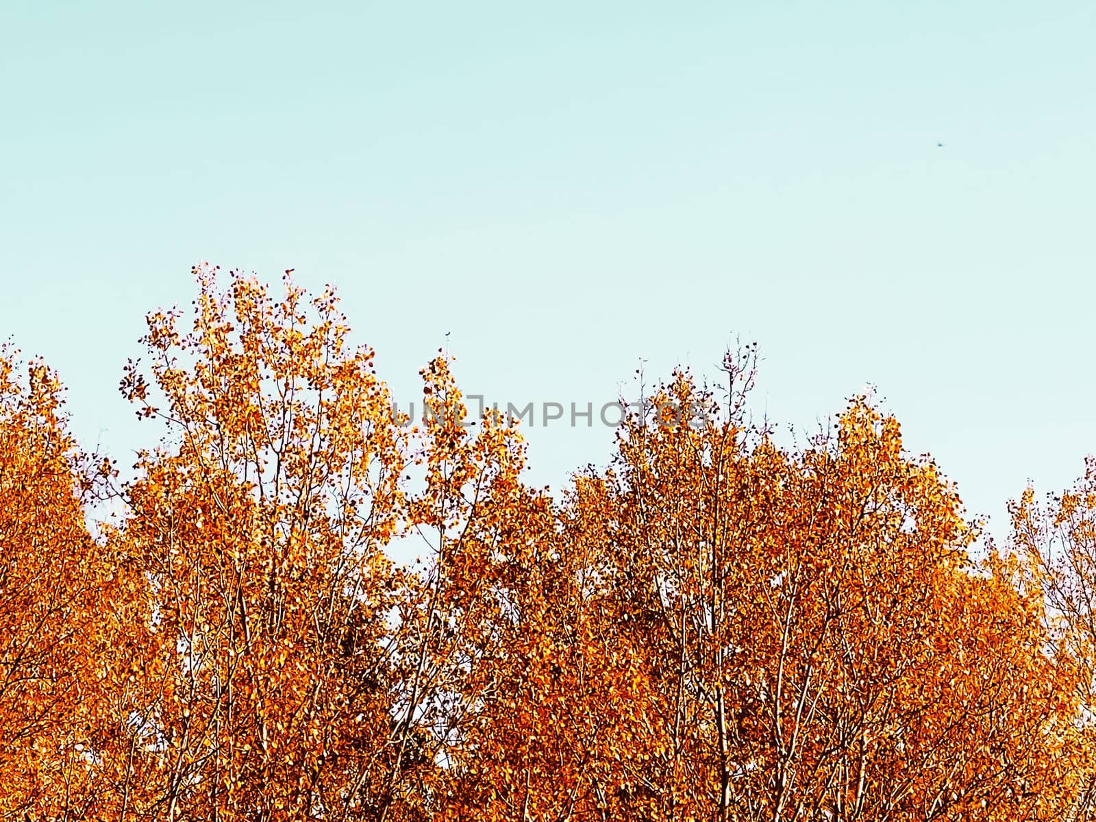 Nature, landscape and environment, golden autumn scenery with autumnal trees, leaves and foliage in fall season as picturesque seasonal holiday background by Anneleven