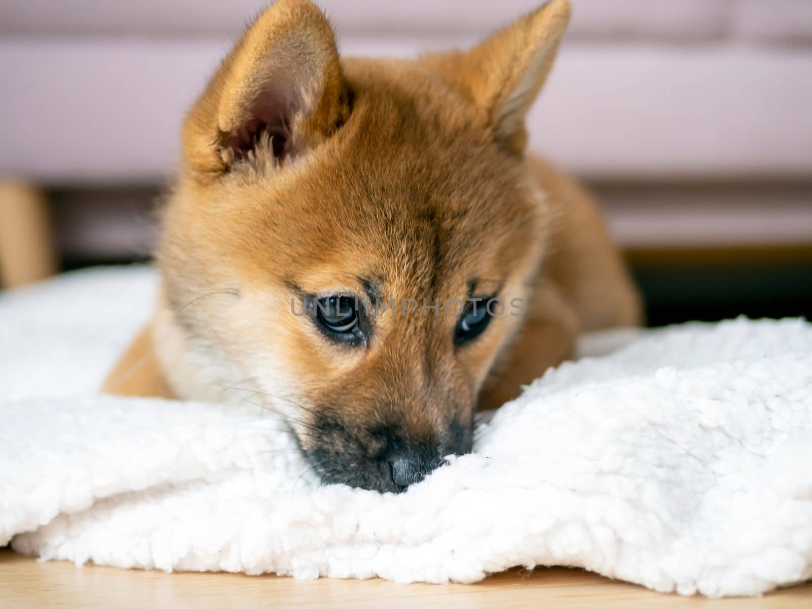 Portrait of cute Shiba Inu small dog, puppy, Close up. Dogecoin. Red-haired Japanese dog smile portrait. Illuminating color, cryptocurrency, electronic money. High quality photo