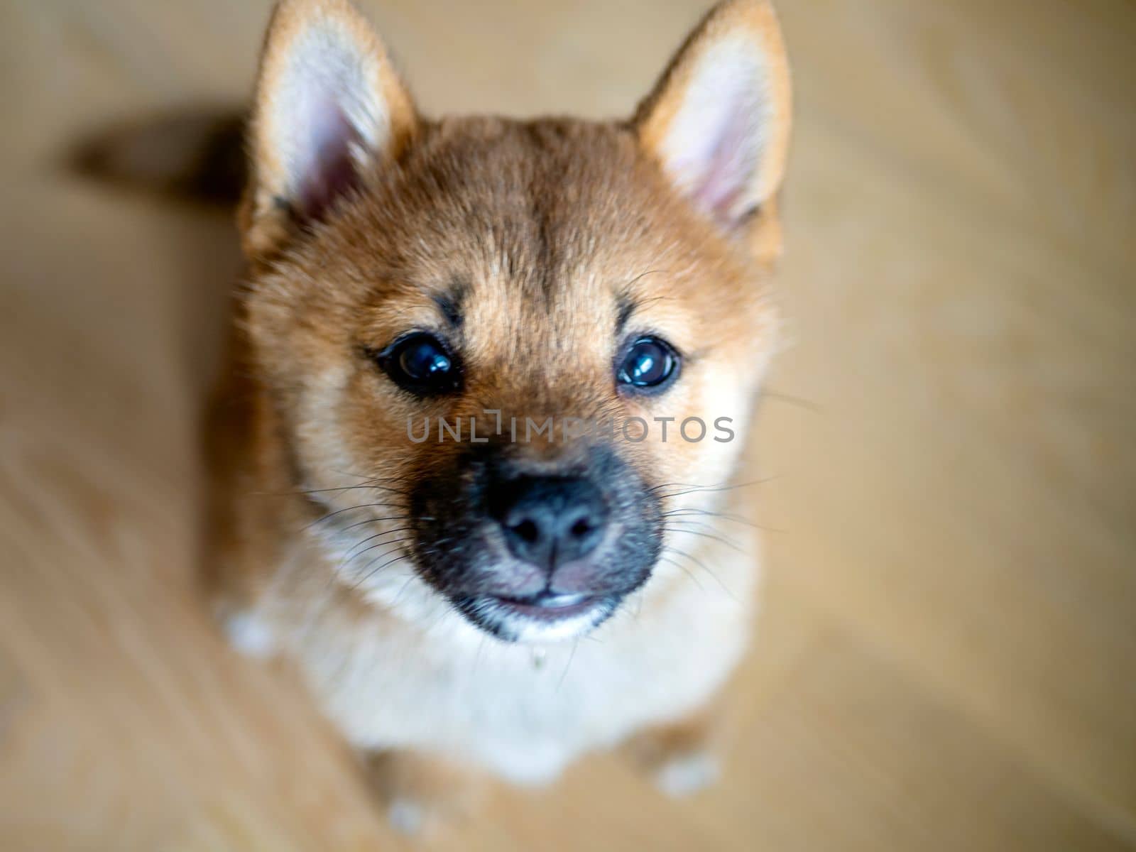 Selective focus. Portrait of cute Shiba Inu small dog, puppy, Close up. Dogecoin. Red-haired Japanese dog smile portrait. Illuminating color, cryptocurrency, electronic money. Photo for postcard