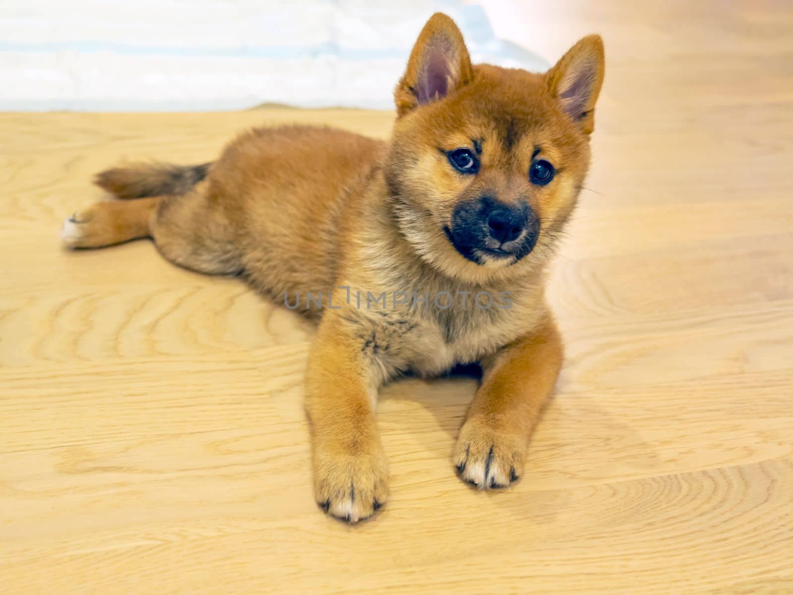 Portrait of cute Shiba Inu small dog, puppy, Close up. Dogecoin. Red-haired Japanese dog smile portrait. Illuminating color, cryptocurrency, electronic money. High quality photo