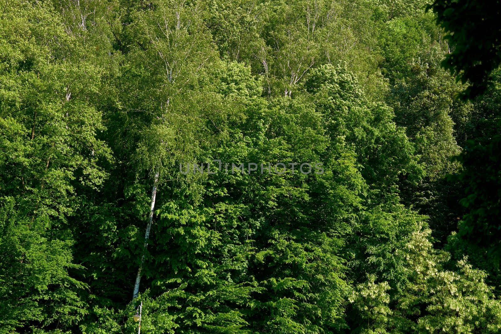 a large area covered chiefly with trees and undergrowth.