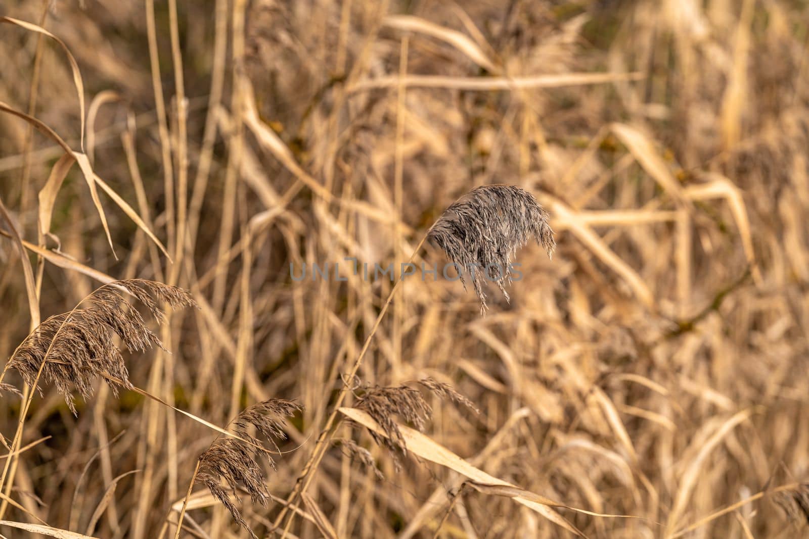 dry grass in the field, background with copy space by Edophoto
