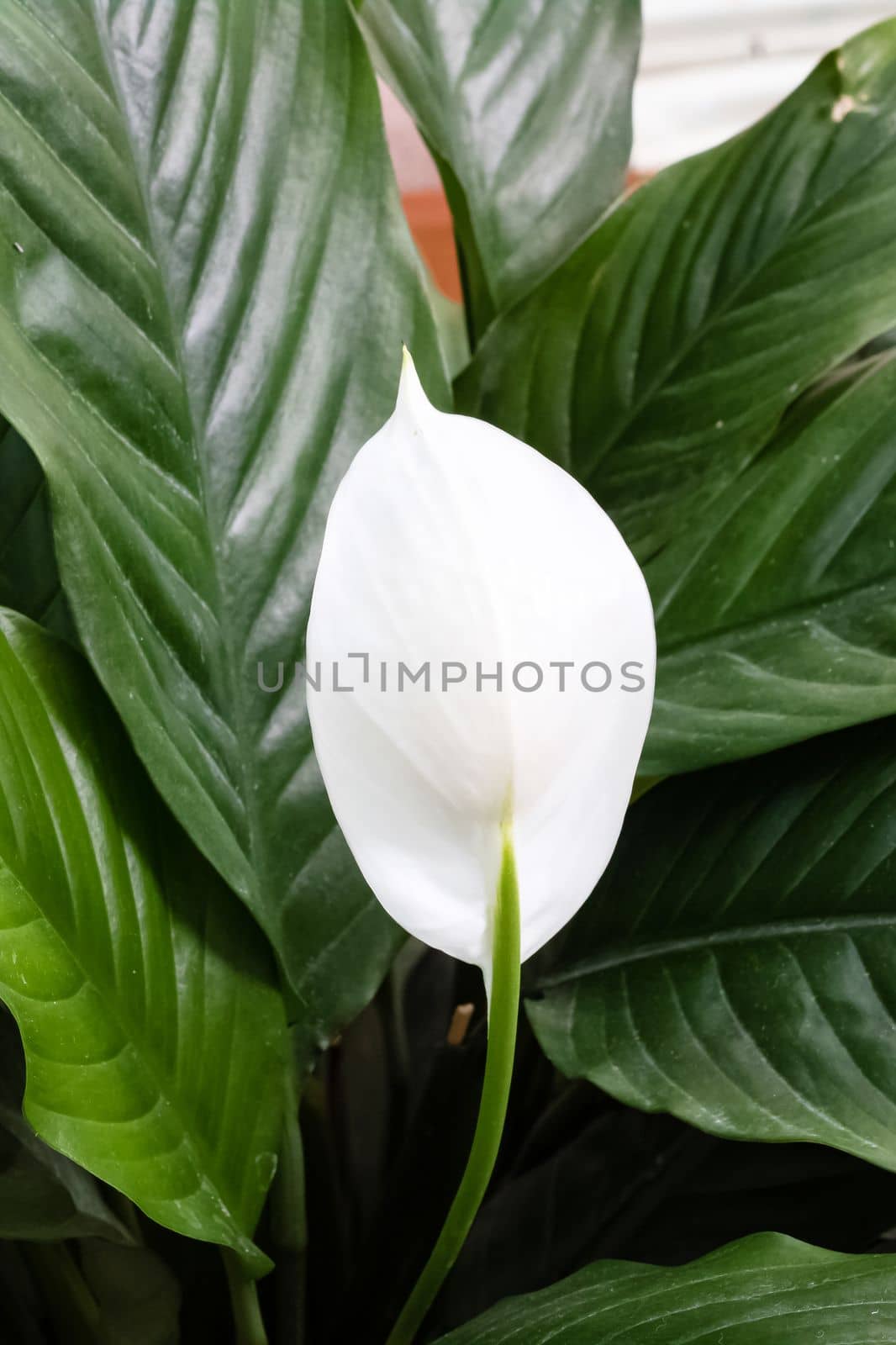 White spathiphyllum flower among green leaves closeup by Vera1703