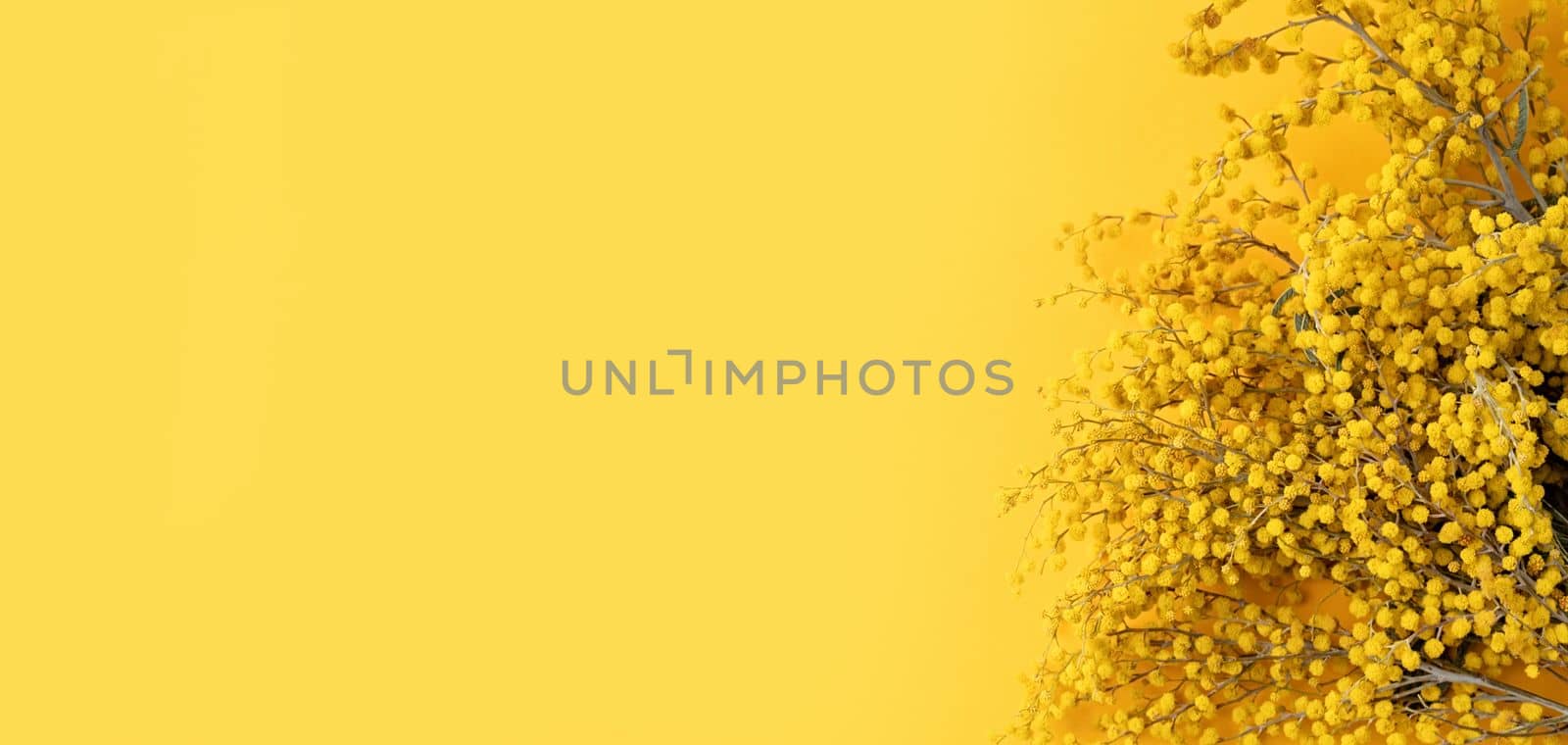 Frame of yellow mimosa flowers on yellow solid bakground by Desperada