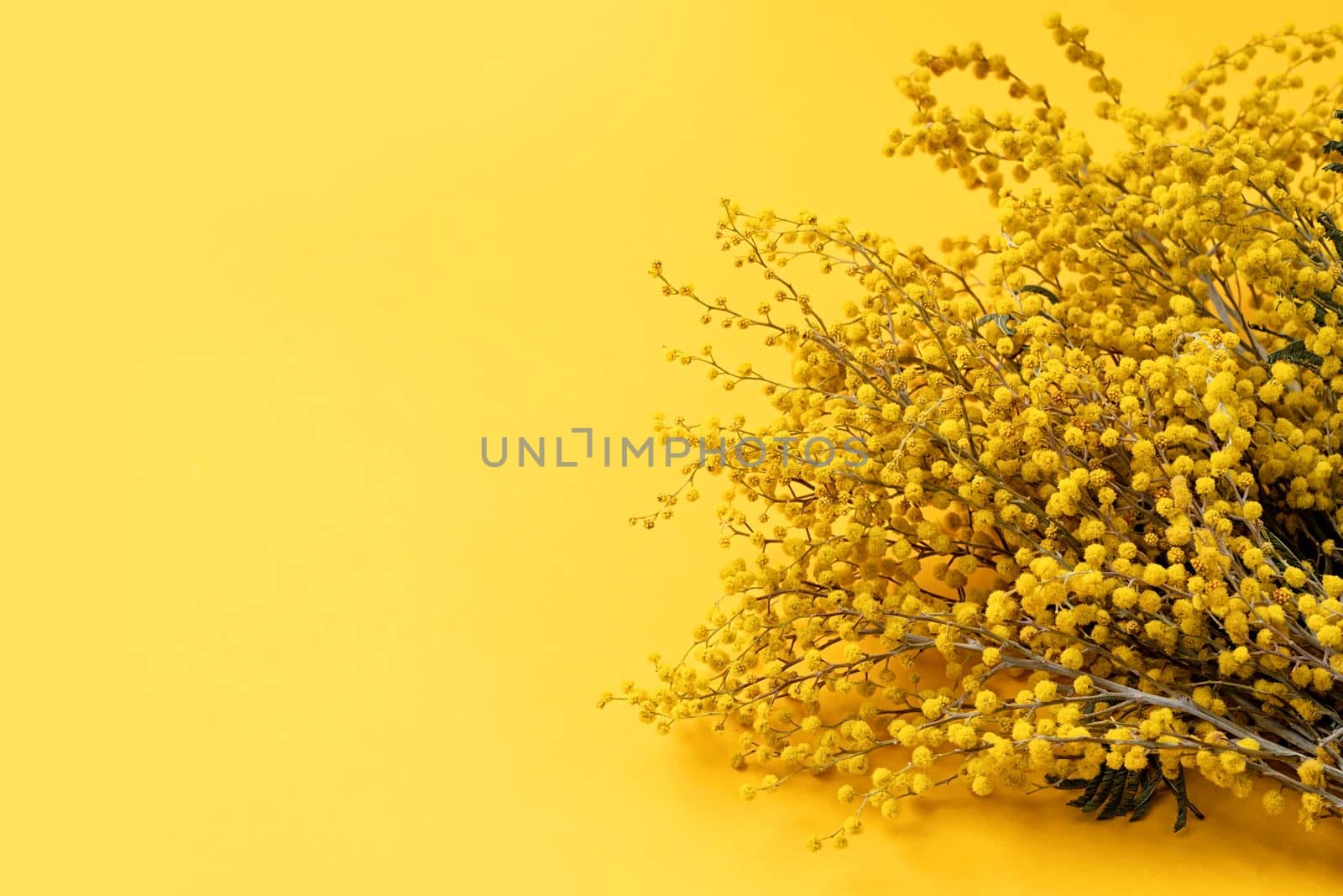 Frame of yellow mimosa flowers on yellow solid bakground. Spring concept. Flat lay. Top view, banner