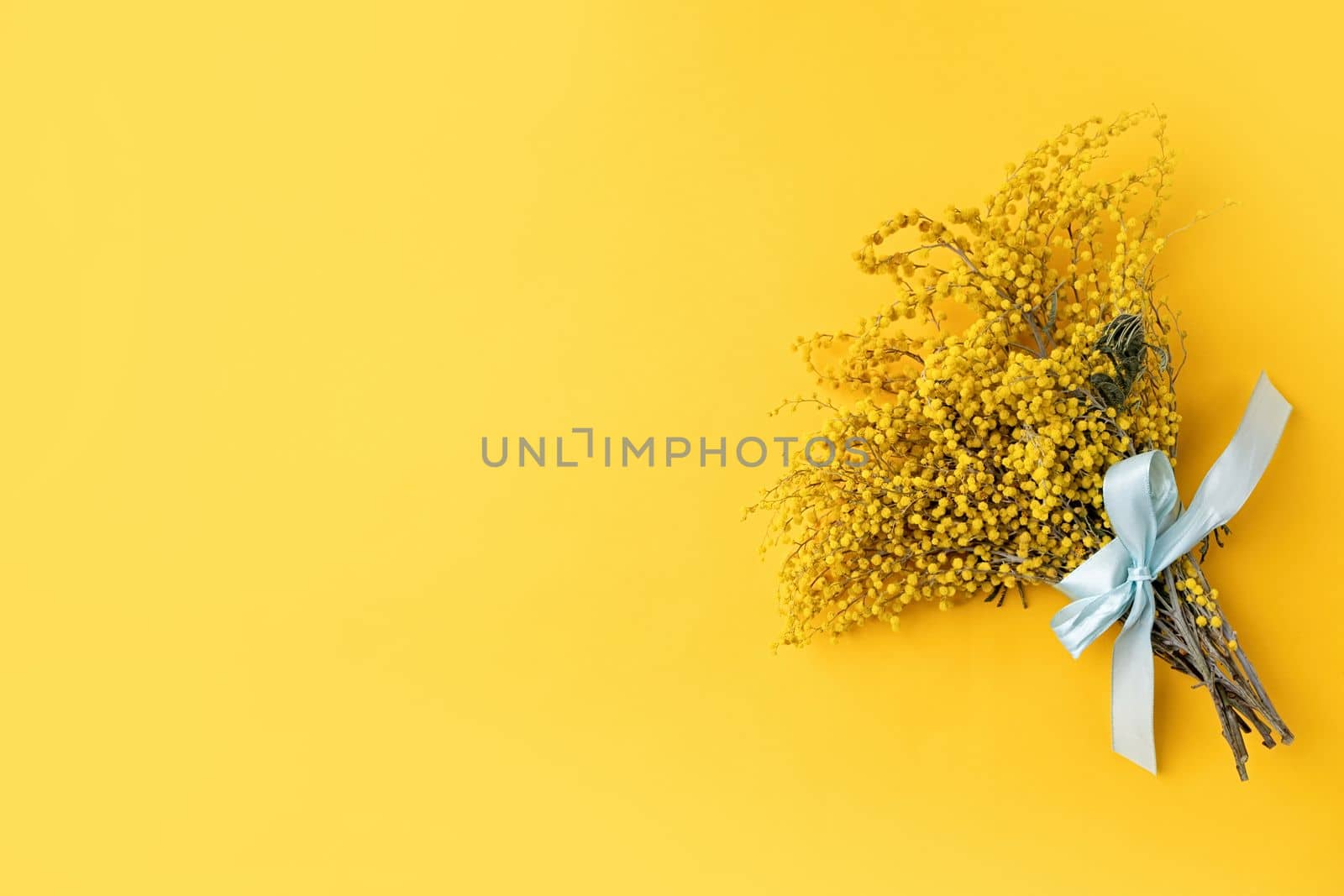 yellow mimosa flowers bouquet on yellow solid bakground by Desperada