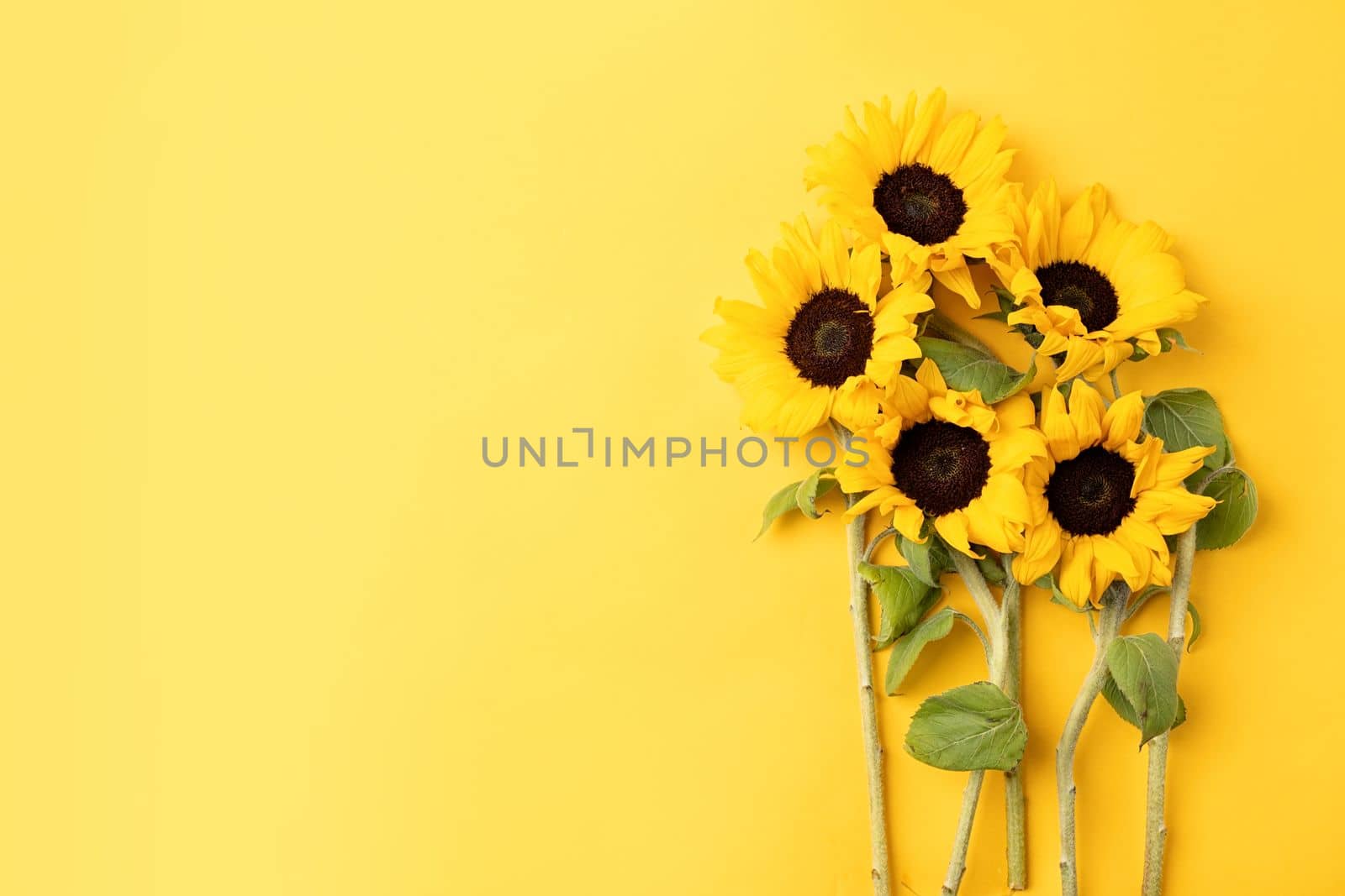 Beautiful fresh sunflowers with leaves on stalk on bright yellow background. Flat lay, top view, copy space. Autumn or summer Concept, harvest time, agriculture. Sunflower natural background