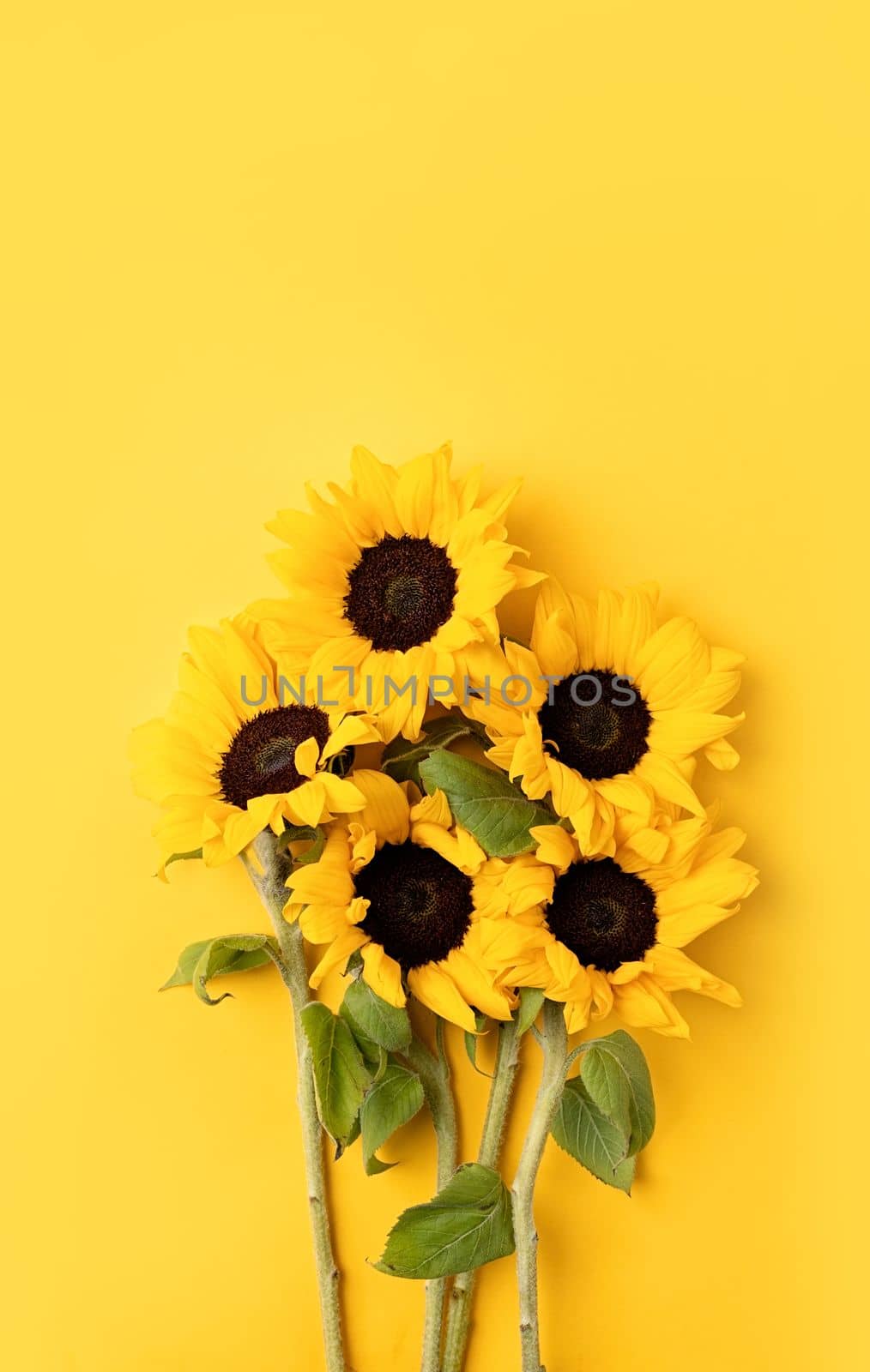 Beautiful fresh sunflowers with leaves on stalk on bright yellow background. Flat lay, top view, copy space. Autumn or summer Concept, harvest time, agriculture. Sunflower natural background