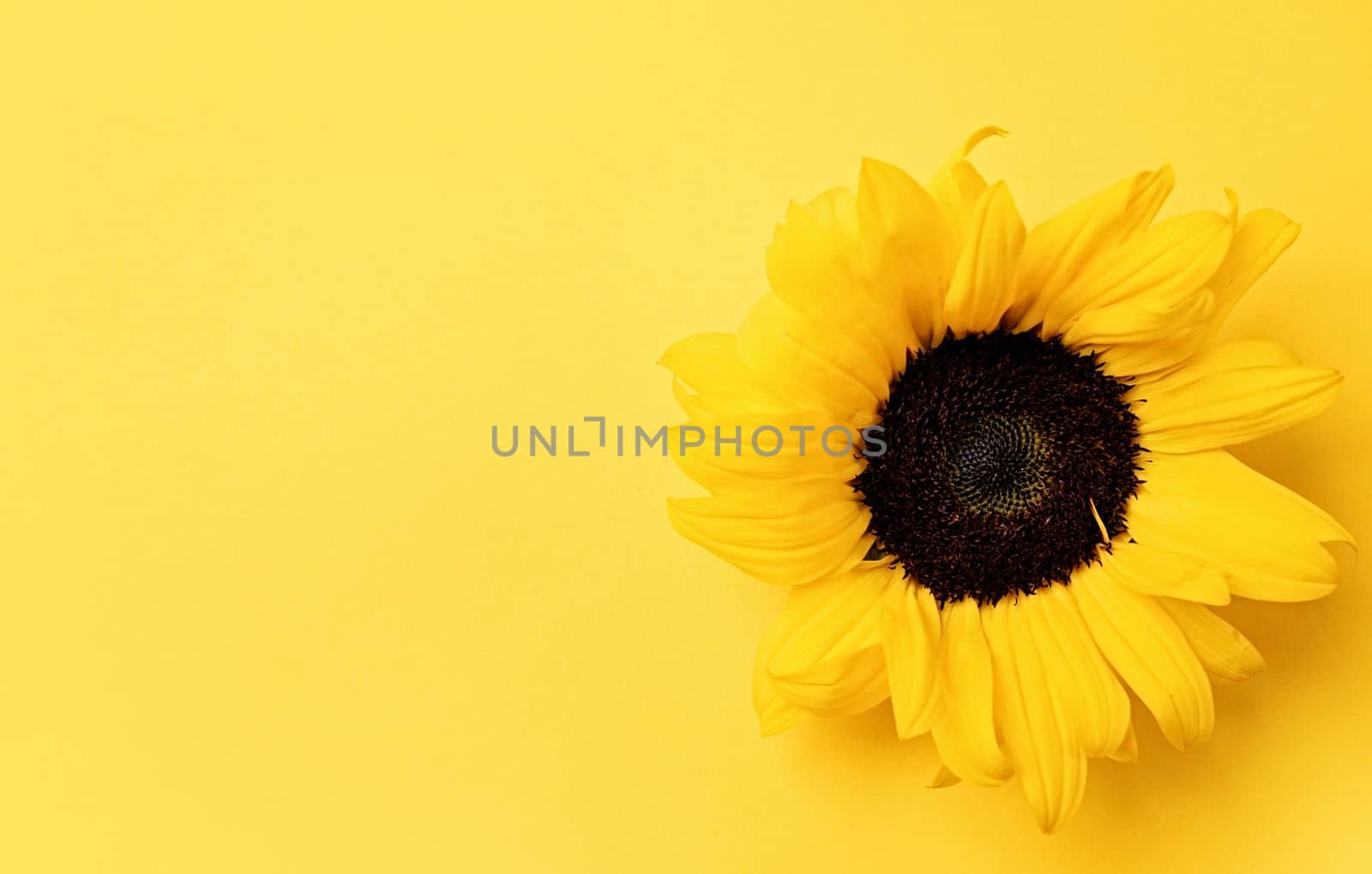 sunflower head on yellow background with copy space, minimal macro shot. Flat lay, top view, copy space. Autumn or summer Concept, harvest time, agriculture. Sunflower natural background