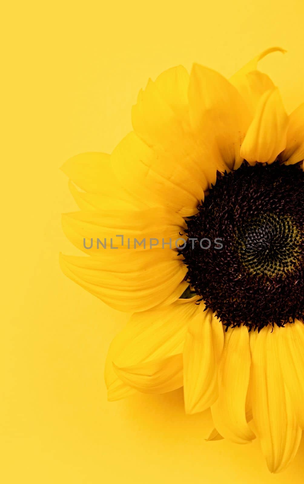 sunflower head on yellow background with copy space, minimal macro shot. Flat lay, top view, copy space. Autumn or summer Concept, harvest time, agriculture. Sunflower natural background